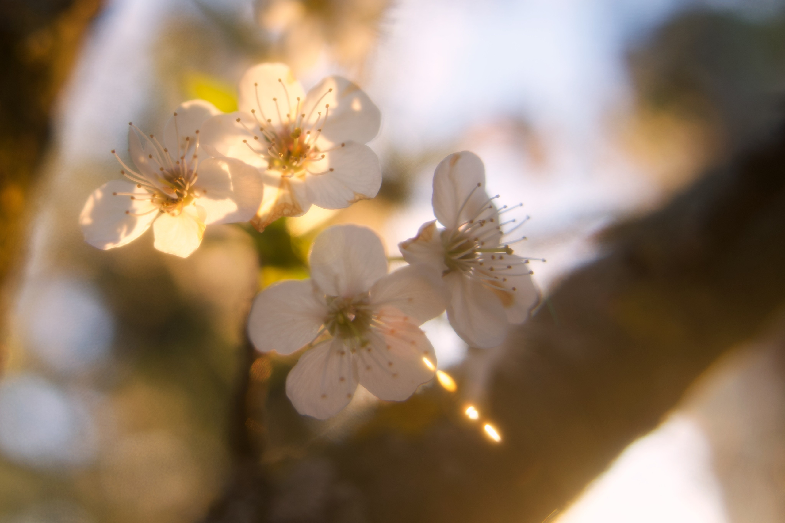 Flower song. Юля Ф