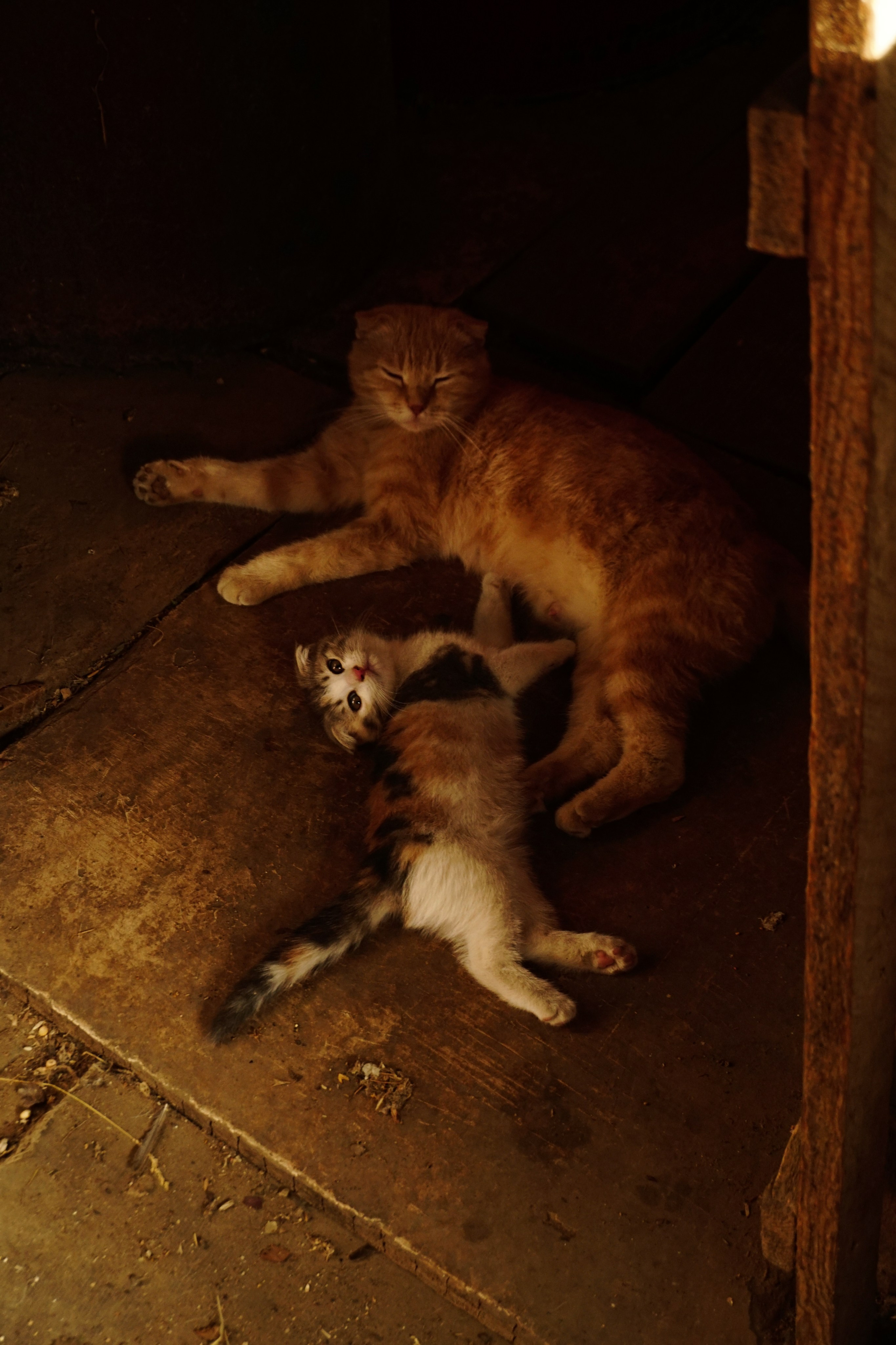 Домик в деревне. Семейный фотограф в Москве Ирина Жур