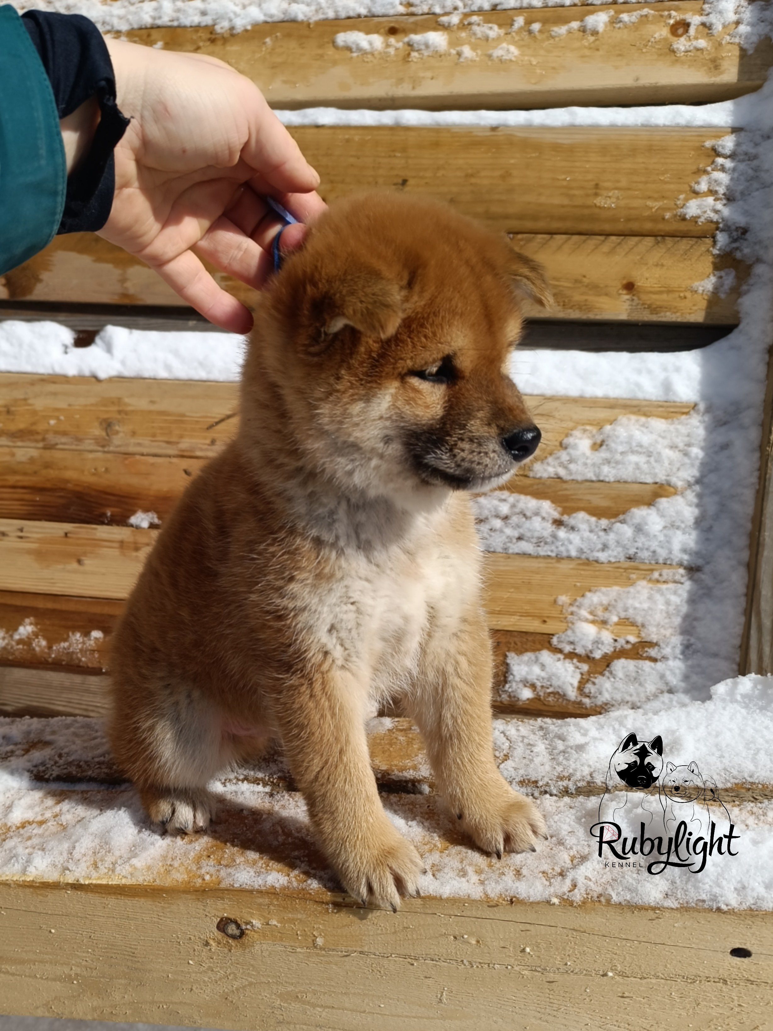 Сиба Rubylight Everest питомник Рубилайт 