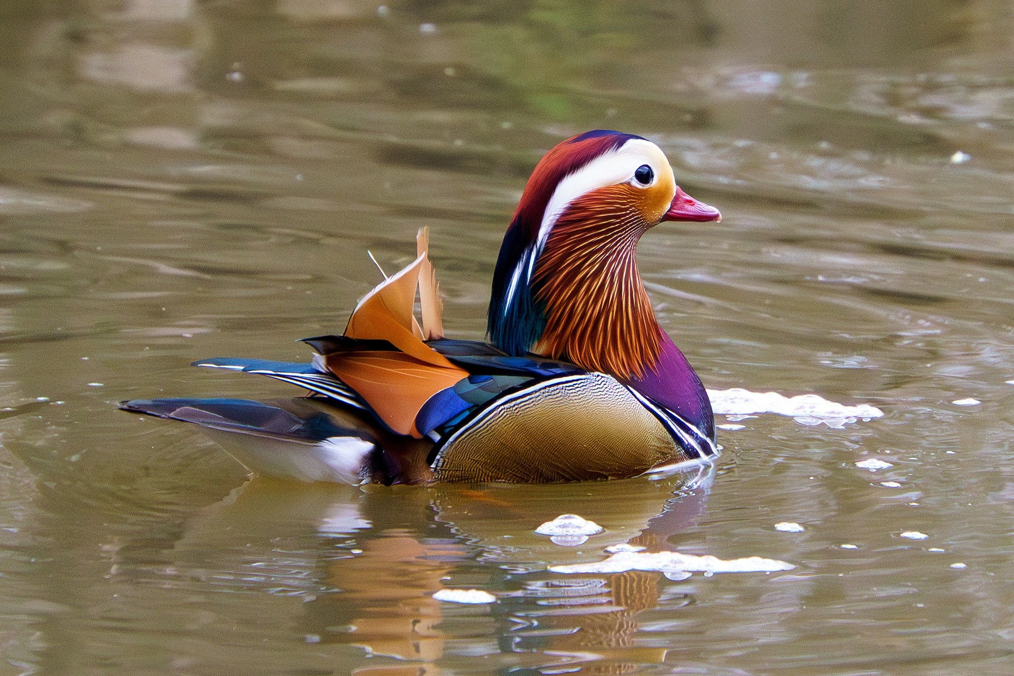 Удивительные мир птиц. Вокруг нас столько прекрасного — присмотритесь!. Ваш личный фотограф Марина Волкова