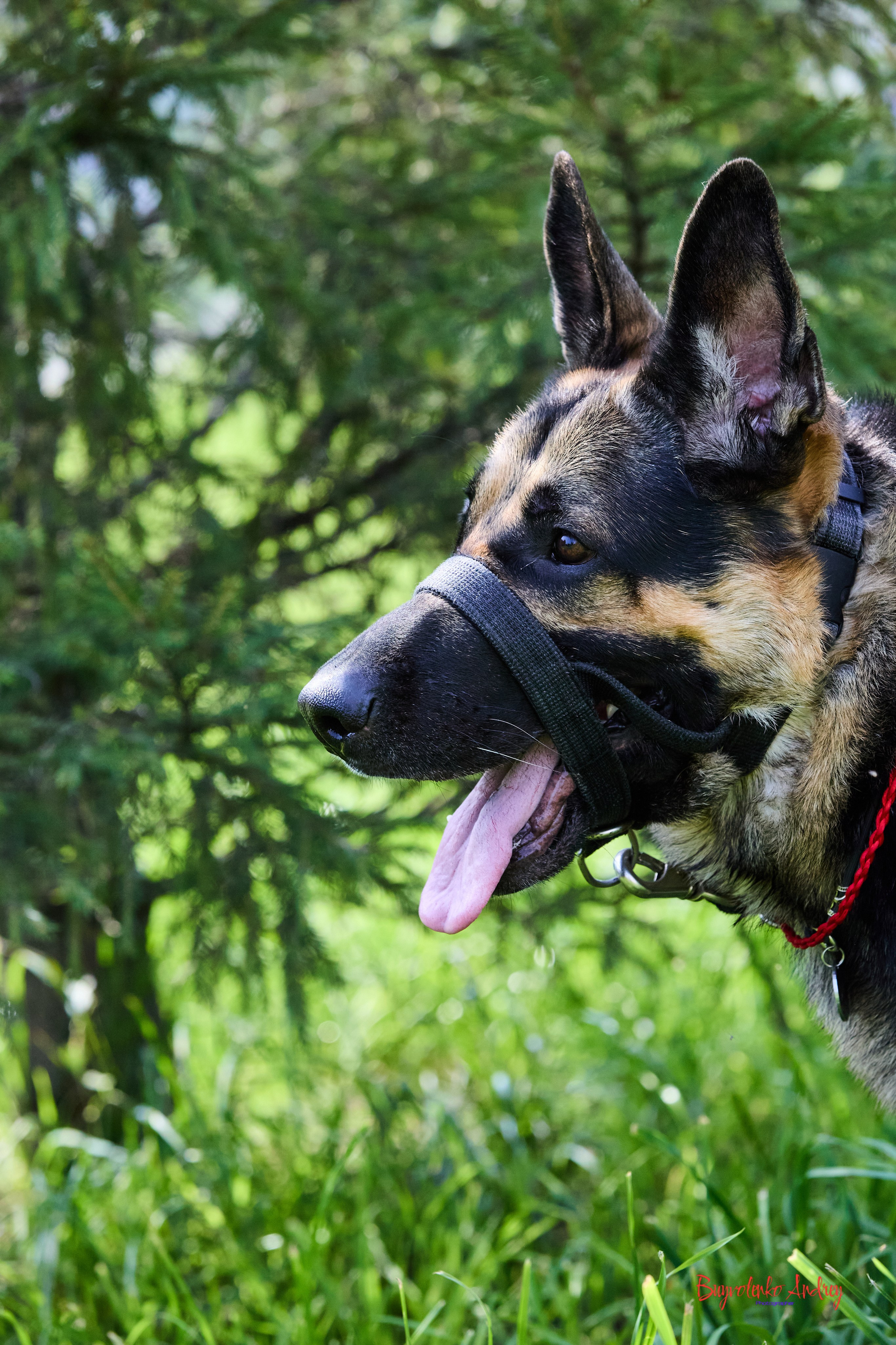 Проект фотопрогулка с хвостиком. Buyvolenko Andrey