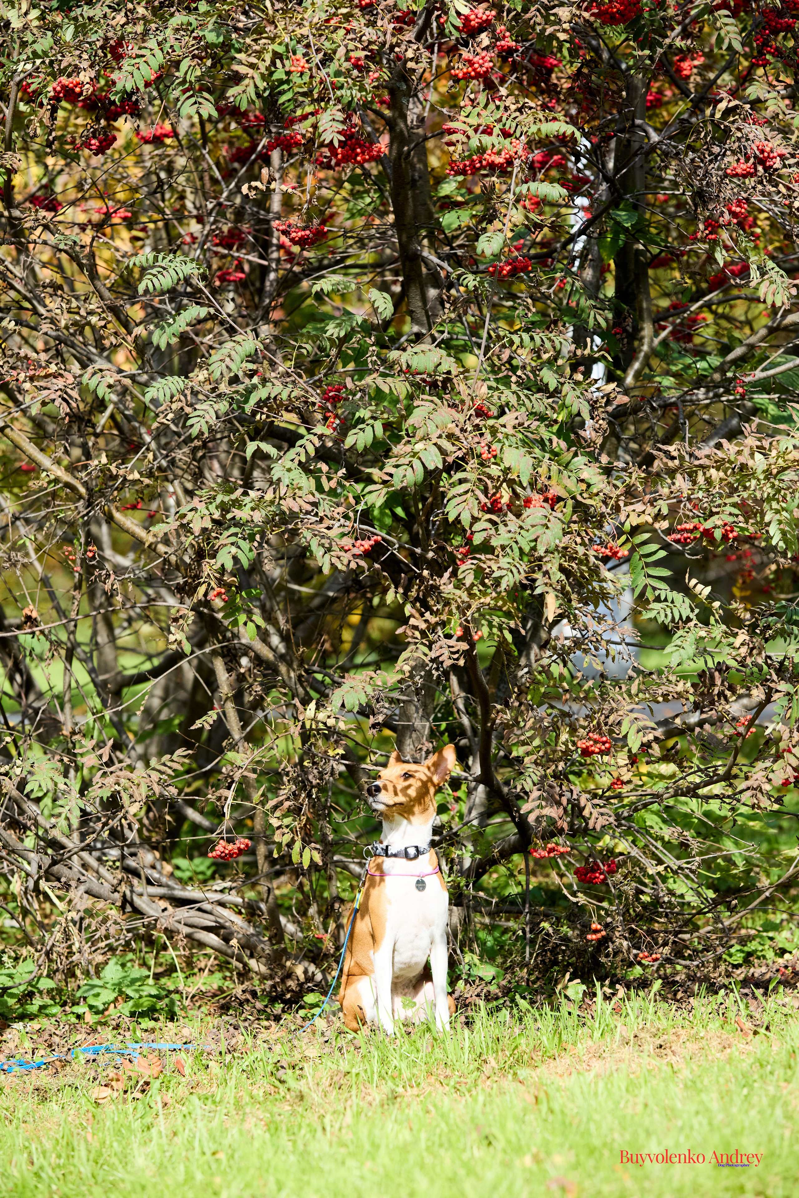 Басенджи и Аусси 21.09.2025. Buyvolenko Andrey