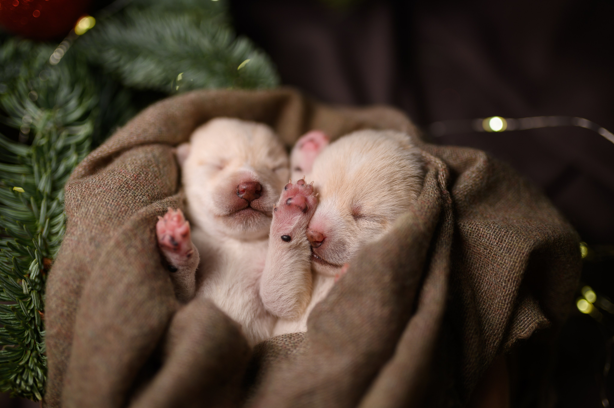 Мамесиба. Фотограф анималист в Москве Ольга Агушева