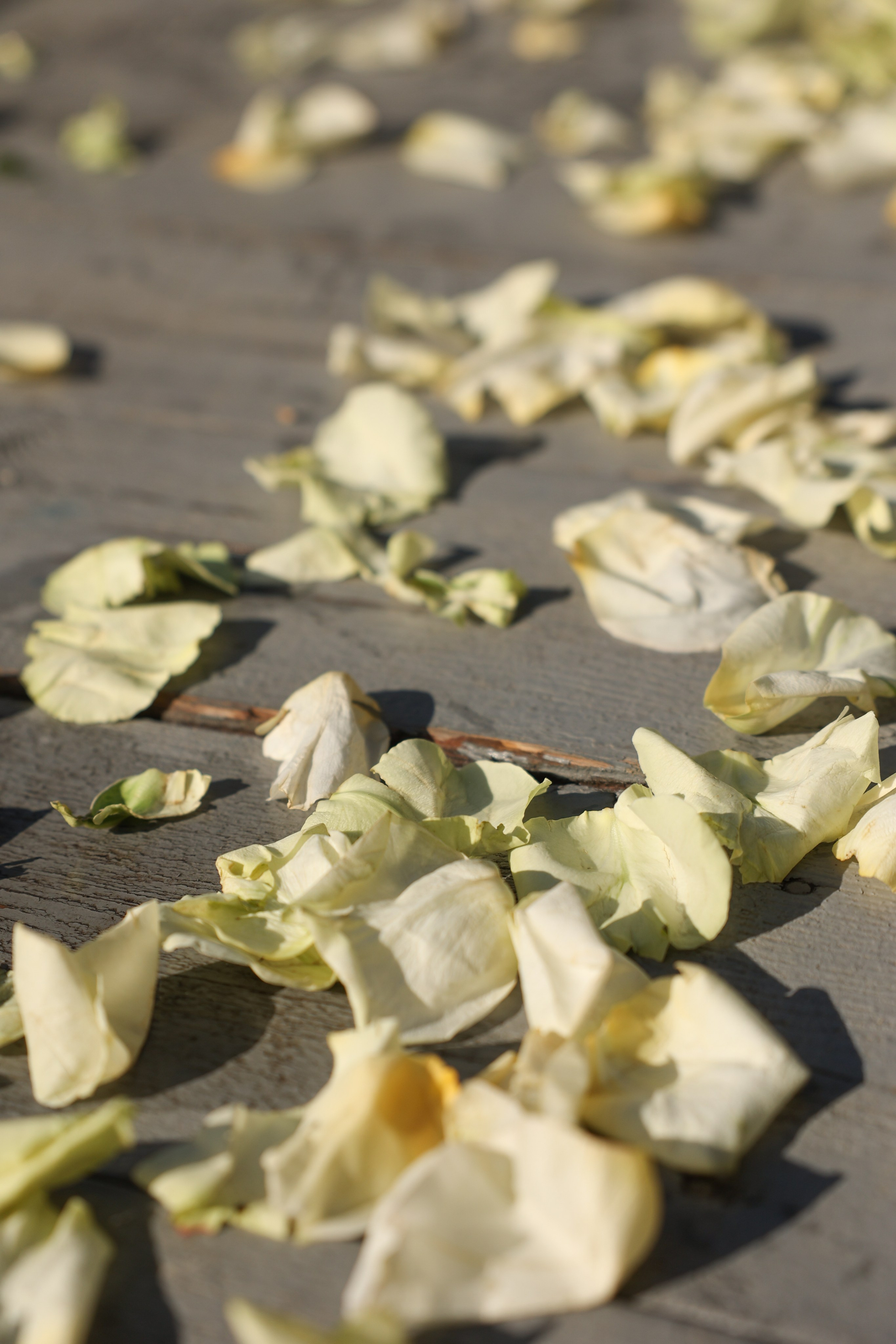 Green-house. Главная