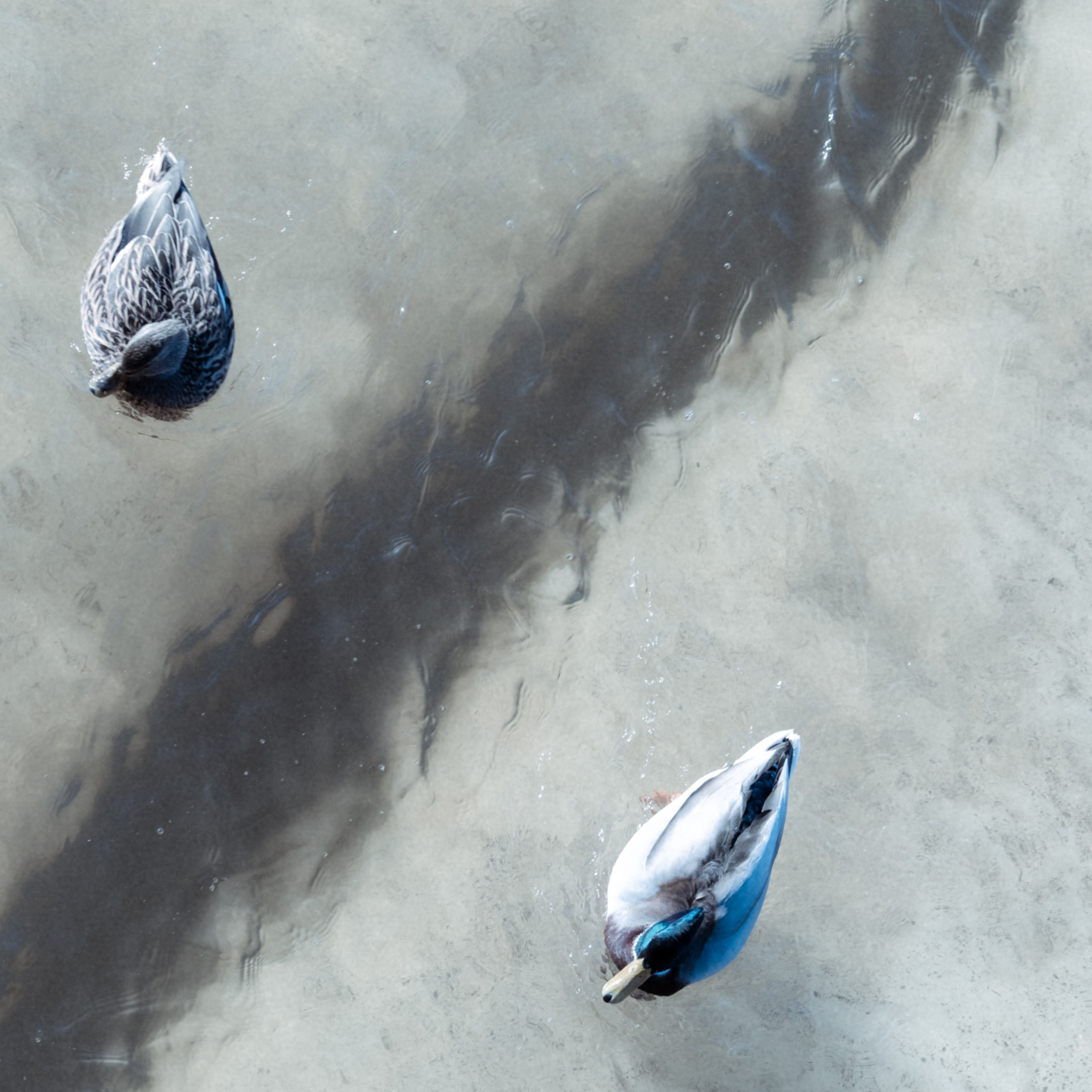 Свобода и мир. Творения свободного художника