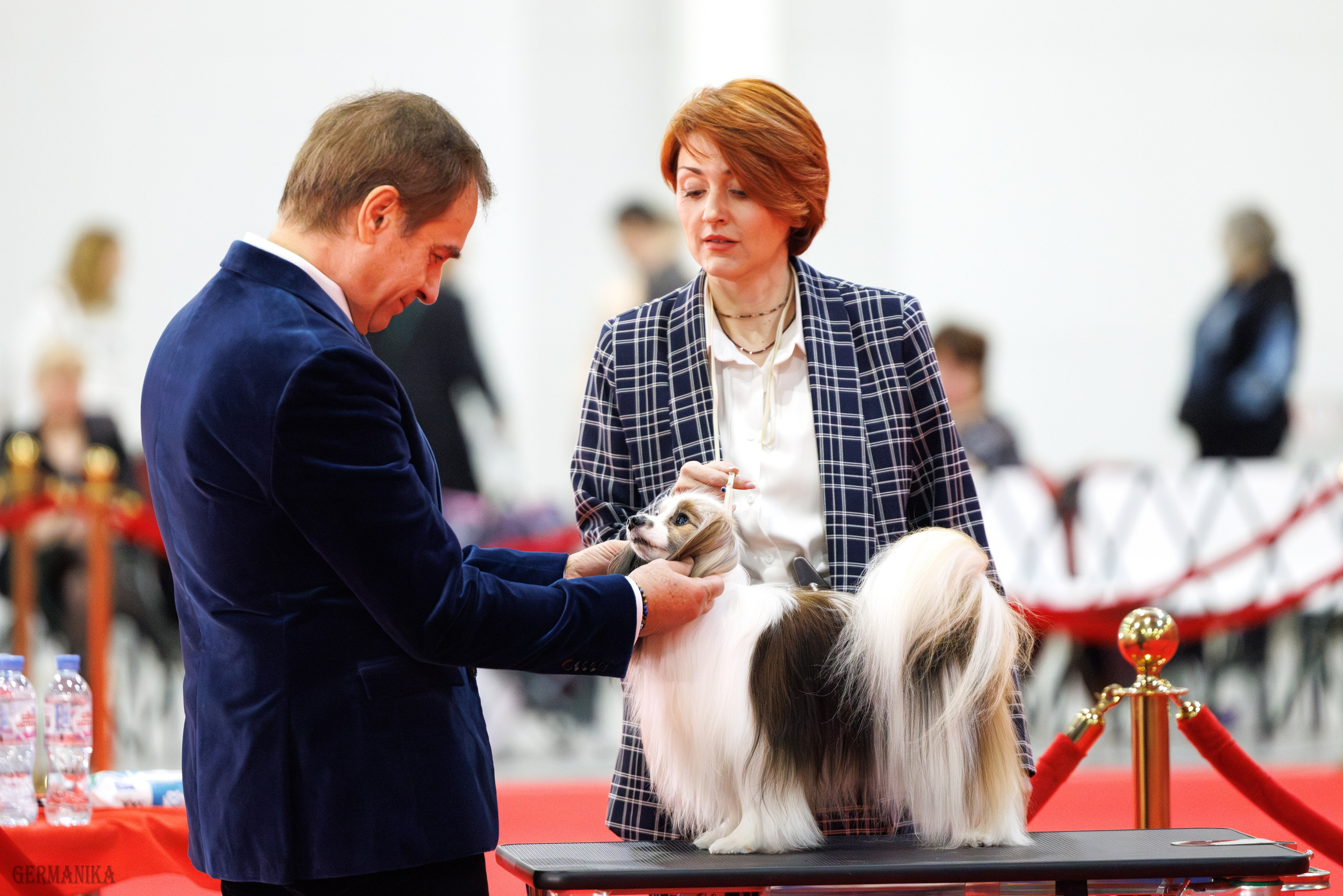 Лучшие Собаки России 17-18.02.2024. Фотограф-анималист Юлия Германика