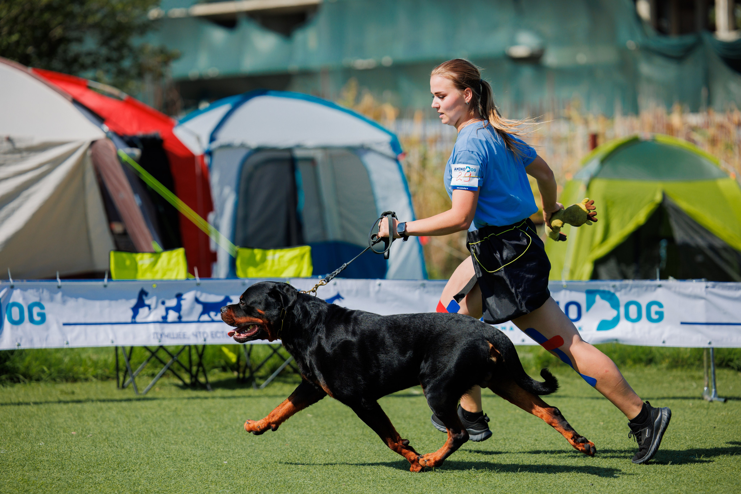 Анапа ротвейлеры 14-15.09.2024. Фотограф-анималист Юлия Германика