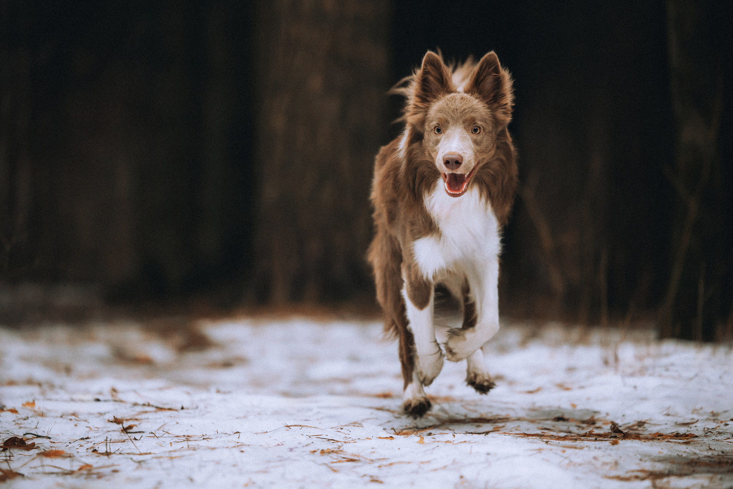 Полина, Милли и Паддингтон