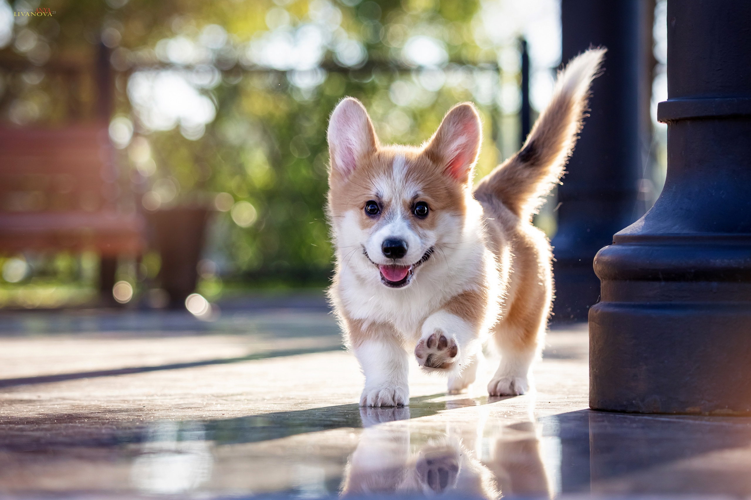 Коржики. Фотограф анималист Аня Ливанова | Рыбинск