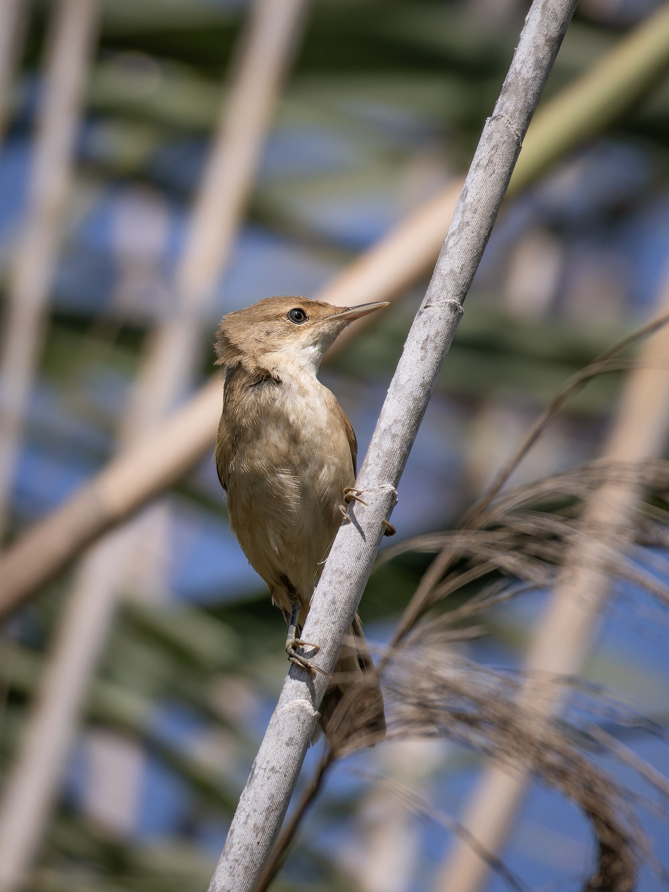 Cyprus 2023. Anton Chernov | Wildlife photographer