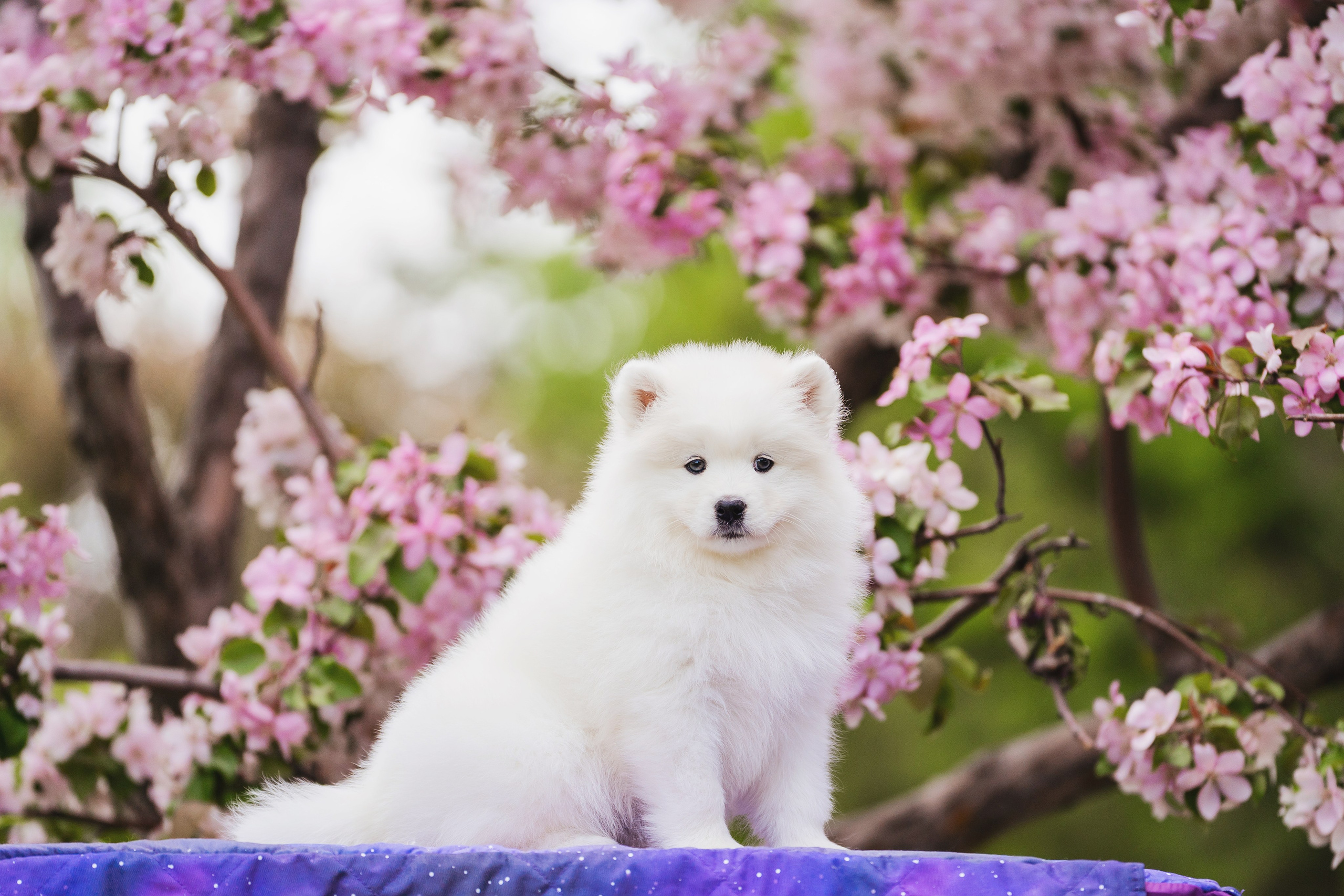 Фотограф-анималист в Красноярске Бец Юлия