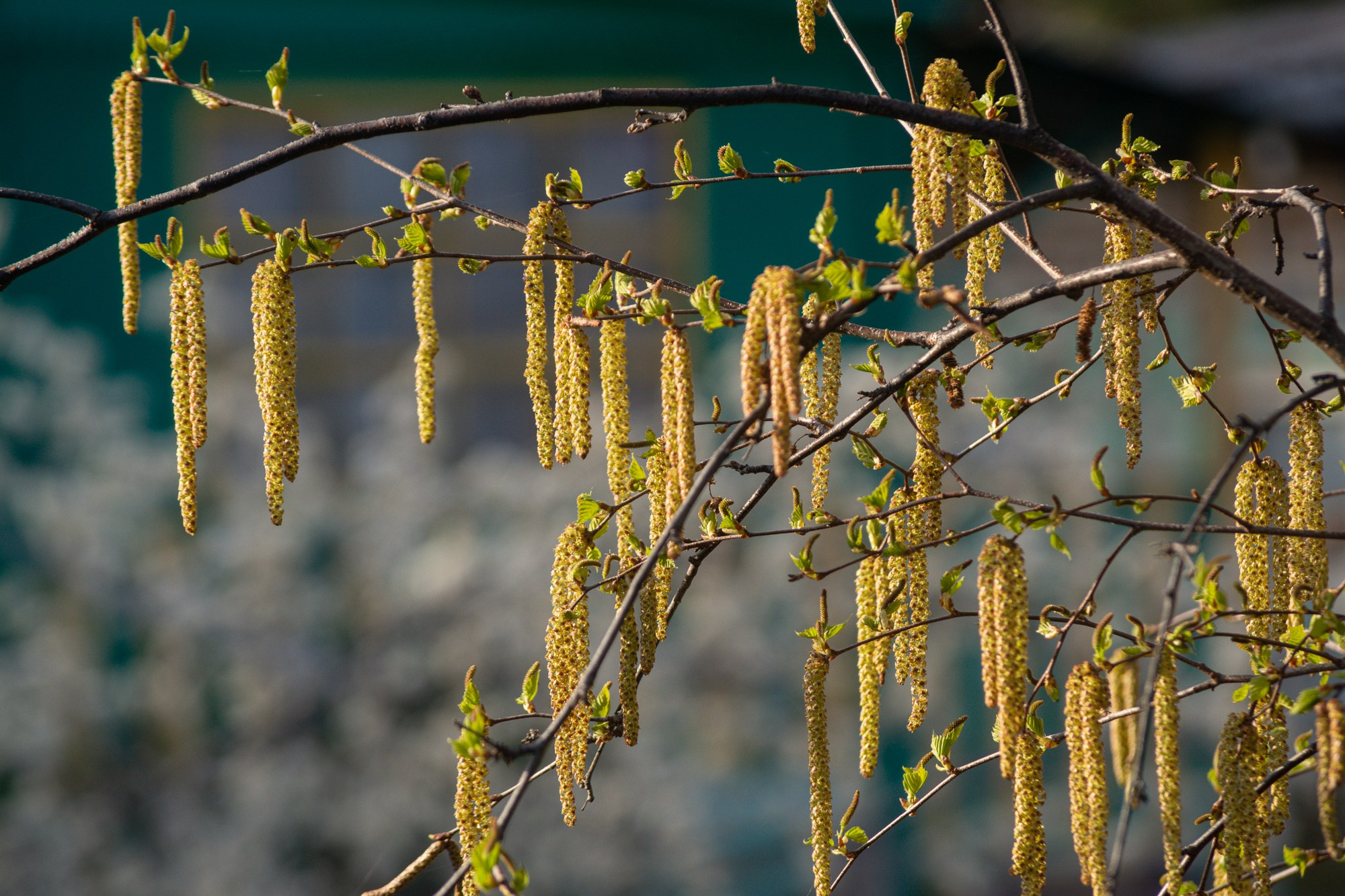 Разное. Репортажный фотограф г. Чита