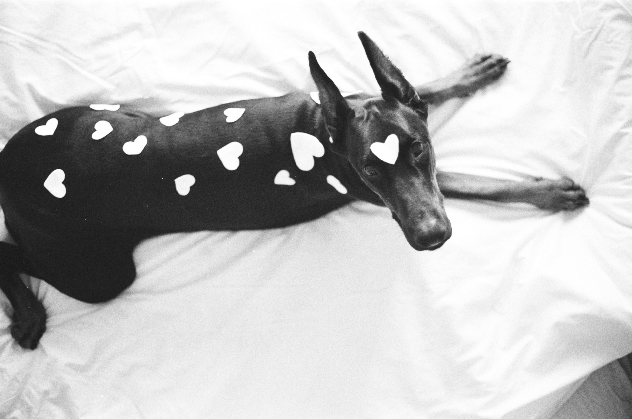 Valentine’s Day (35мм). Katyavasileva