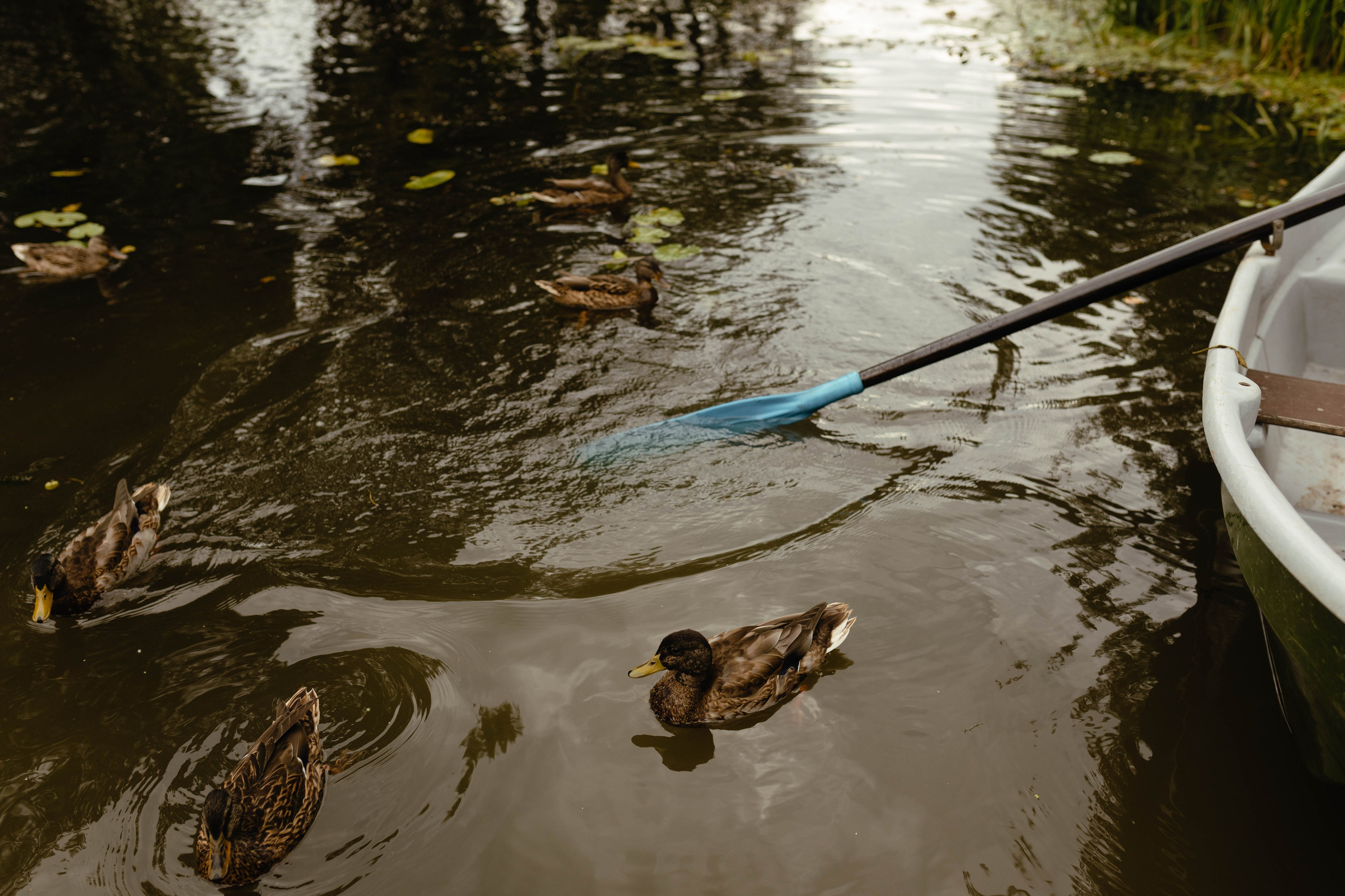 Игорь и Евгения. Свадебный и семейный фотограф во Владимире Белашова Анастасия