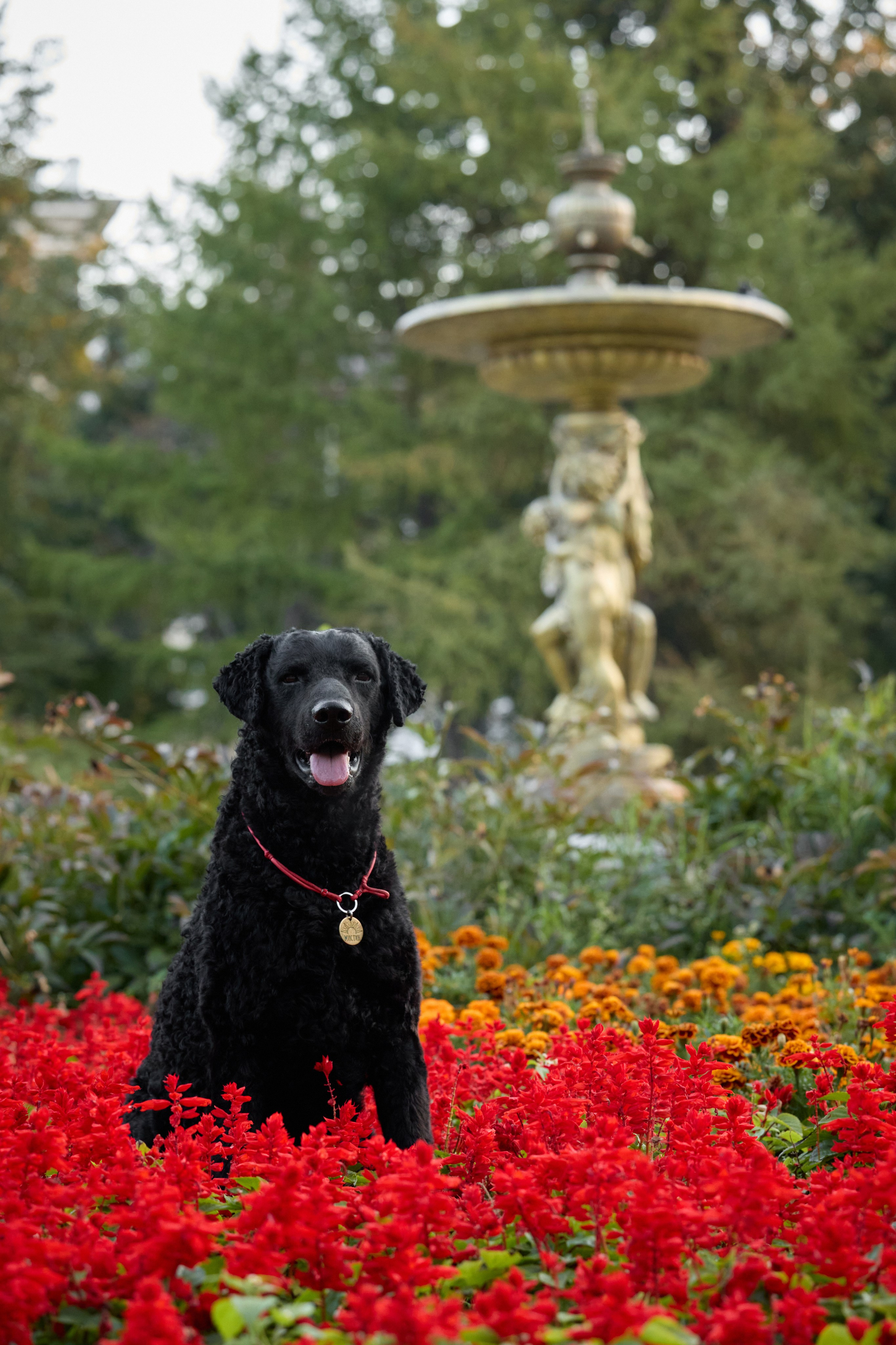 Альбина. Марфа и Мистик. Прогулка в парке. Фотограф анималист в Казани Алина Сулейманова. Фотограф животных