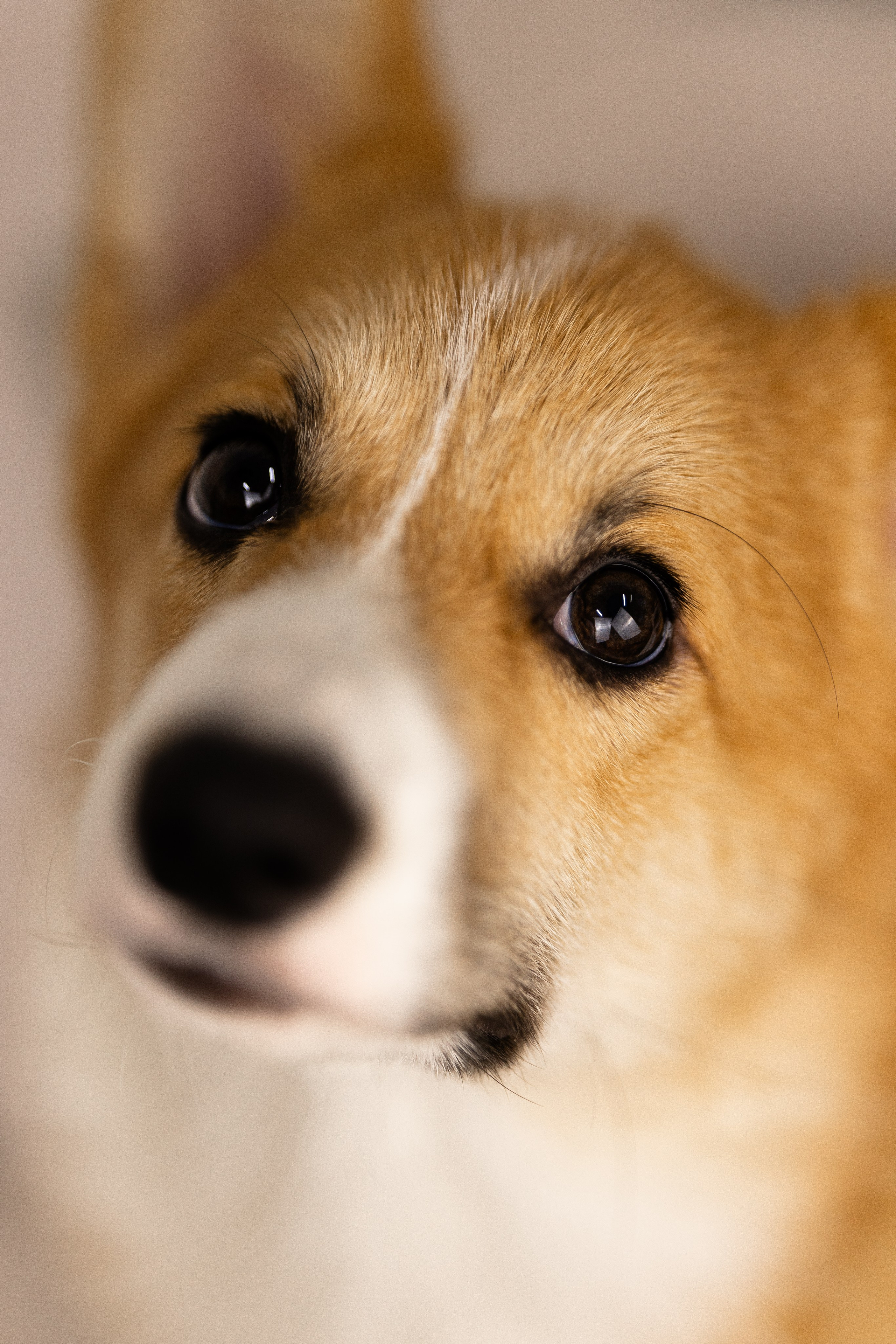 Корги. Фотограф и видеограф анималист Аганина Дарья