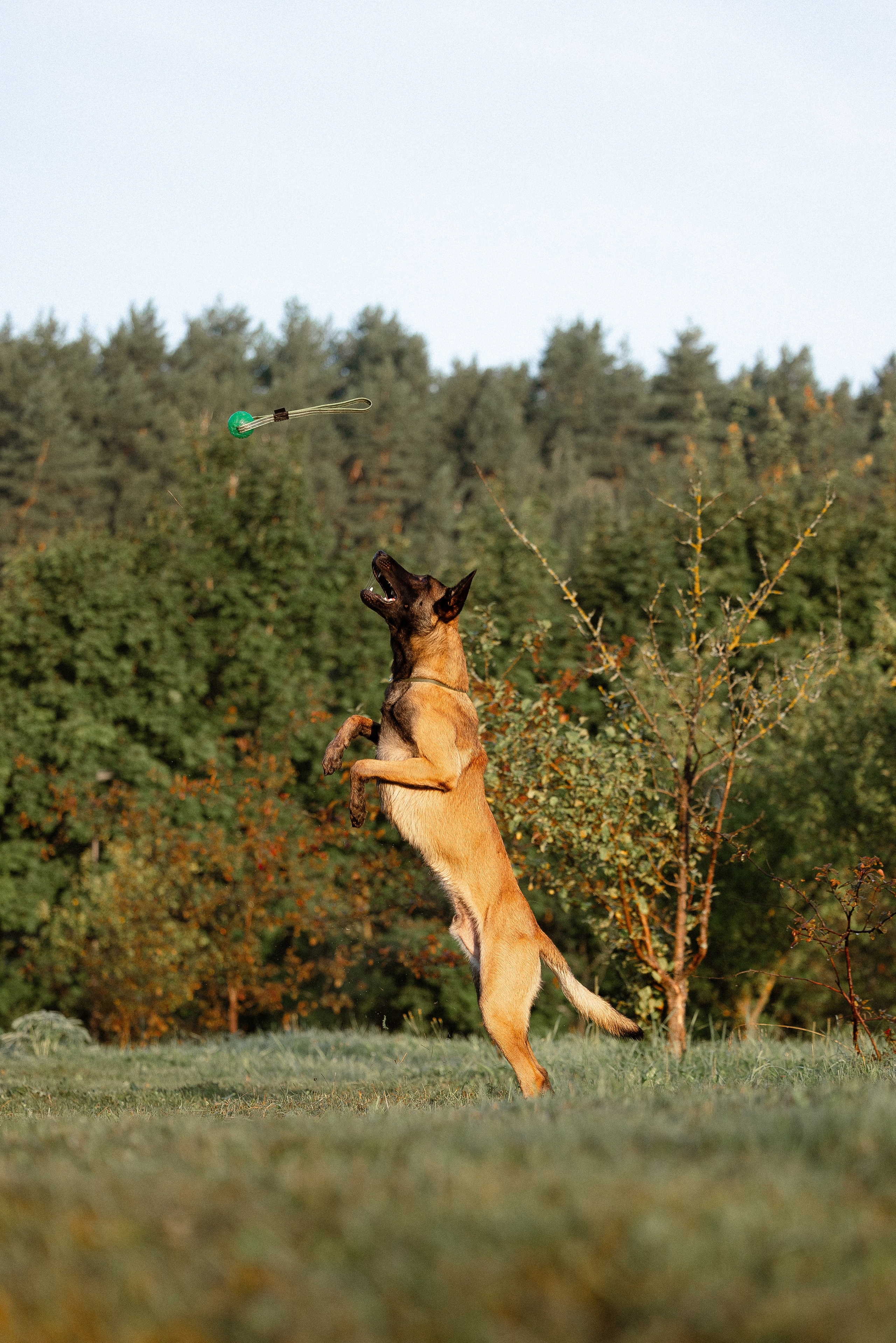 Галина и Кодекс. Фотограф и видеограф анималист Аганина Дарья