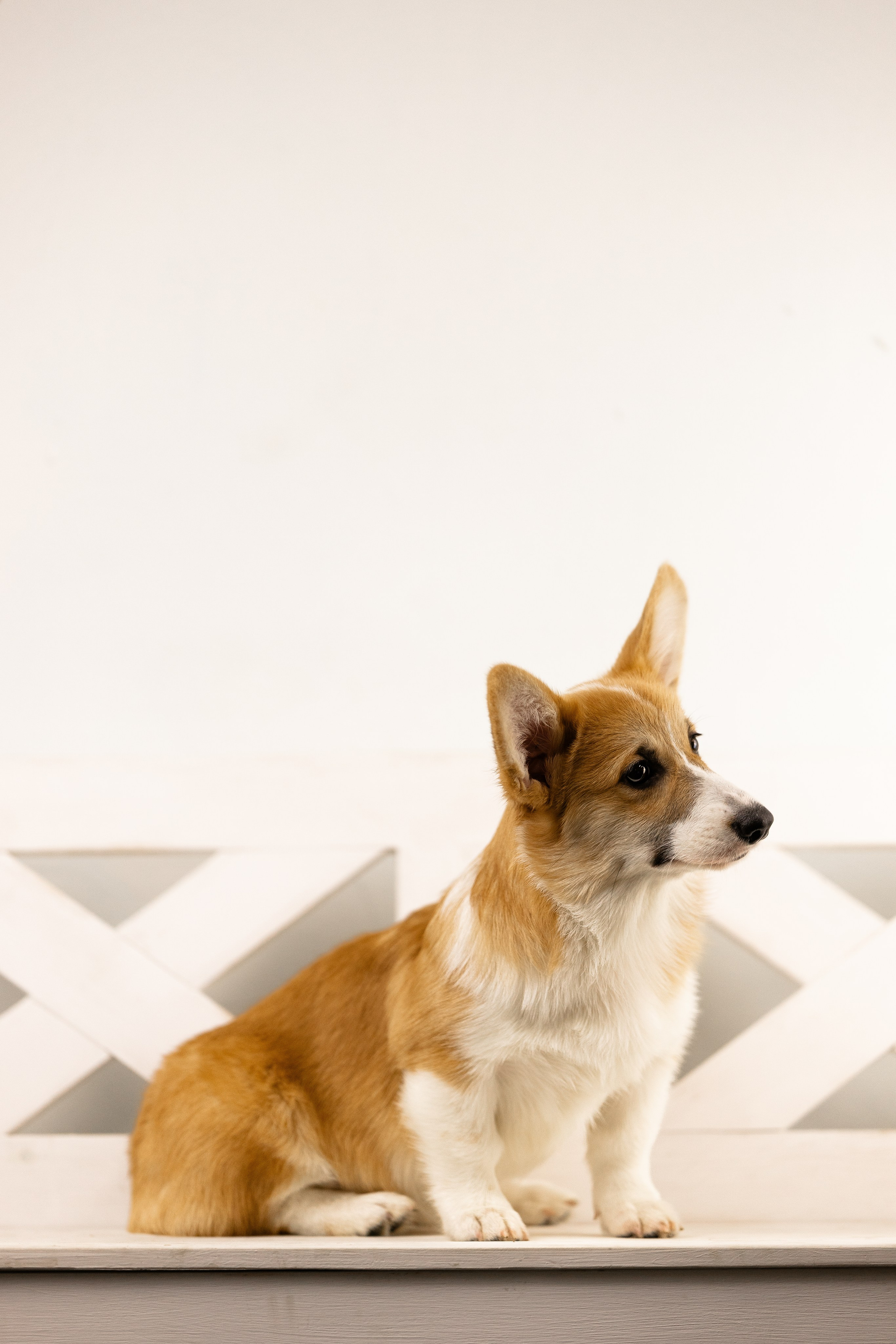 Корги. Фотограф и видеограф анималист Аганина Дарья