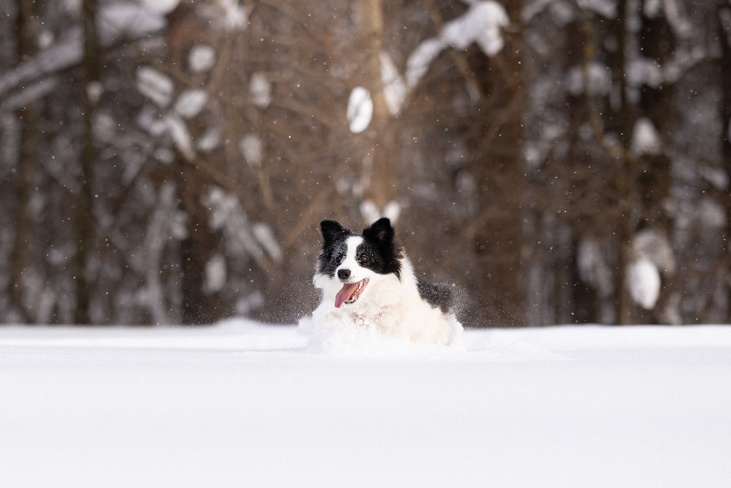 Лилия, Алексей и Ариана. Фотограф и видеограф анималист Аганина Дарья
