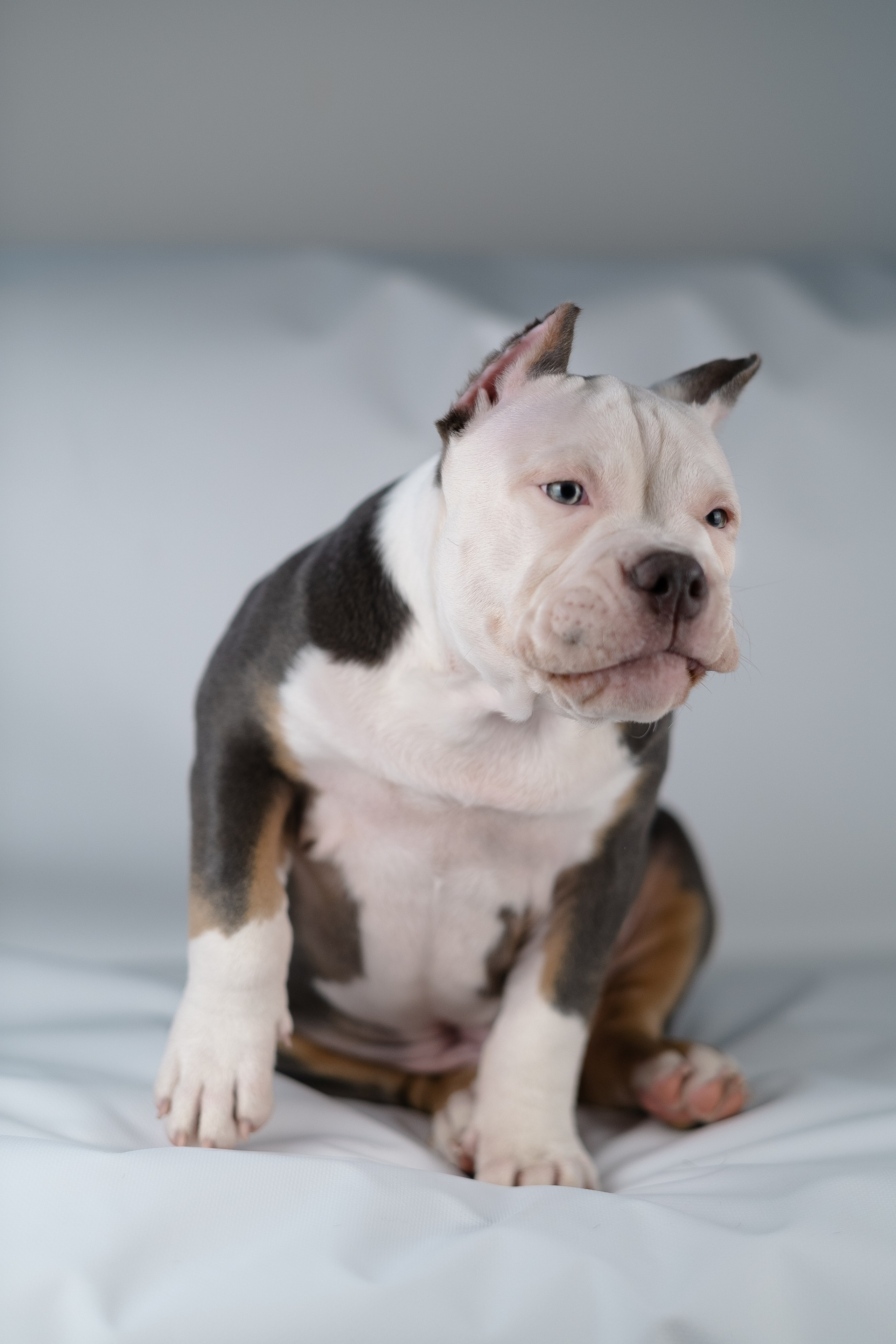 Зевс. Фотограф и видеограф анималист Аганина Дарья