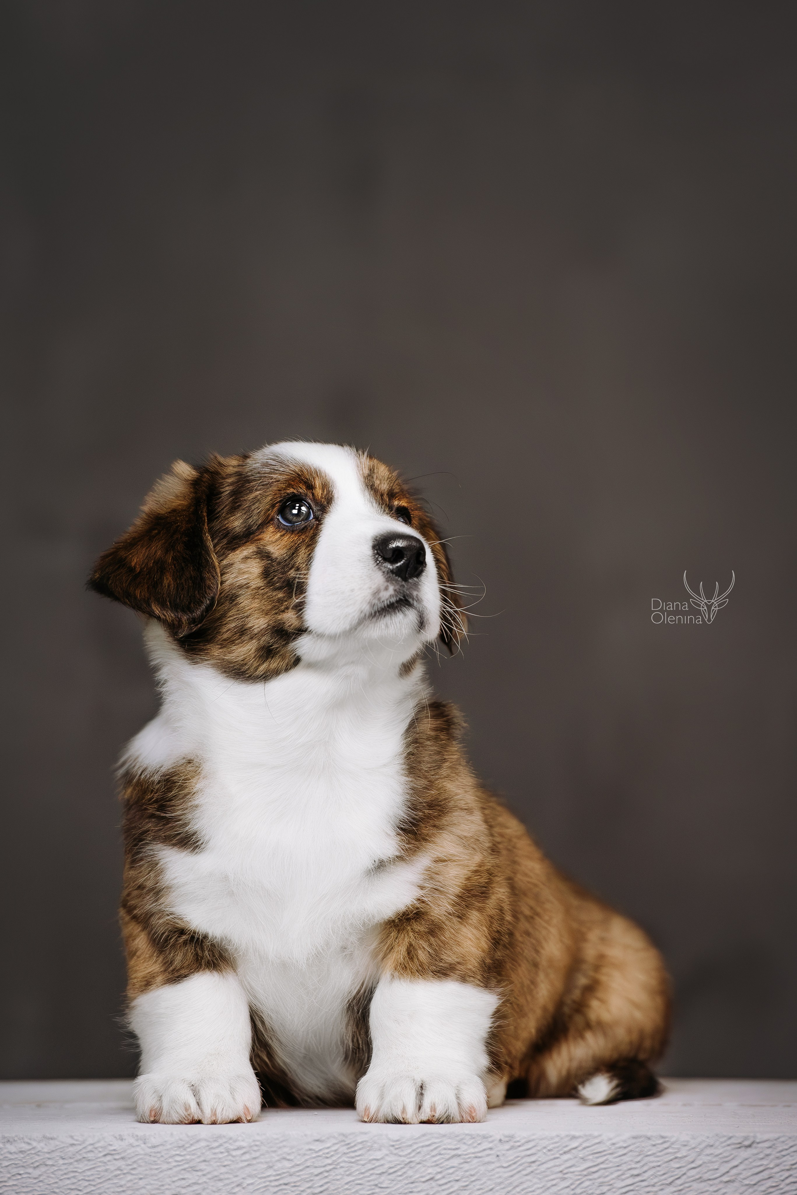 Помет Вельш Корги Кардиган. Фотограф Диана Оленина Красноярск / Братск