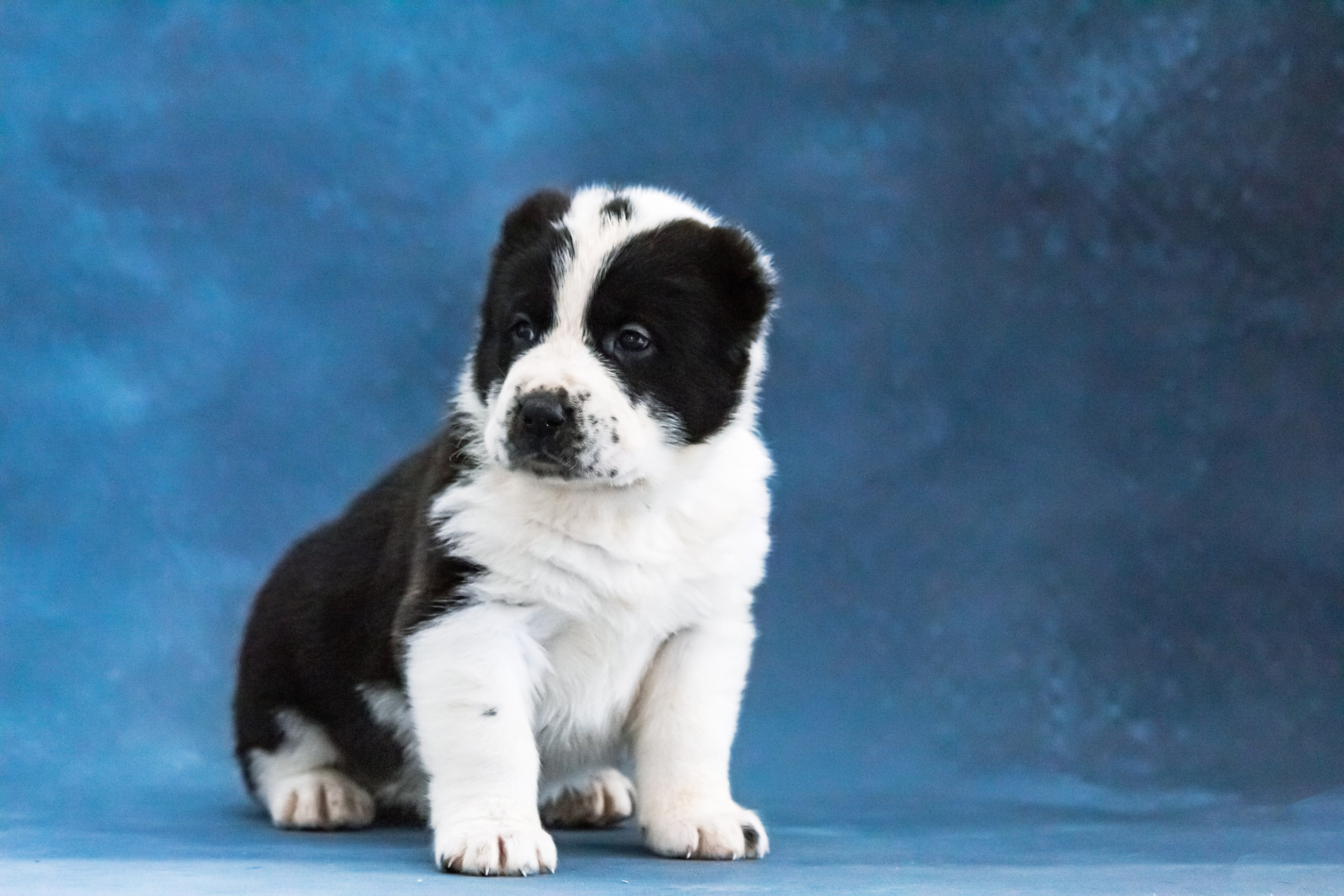 Фотосессия щенков от 7-и дней в стиле ньюборн. Фотограф анималист — Тула, Москва