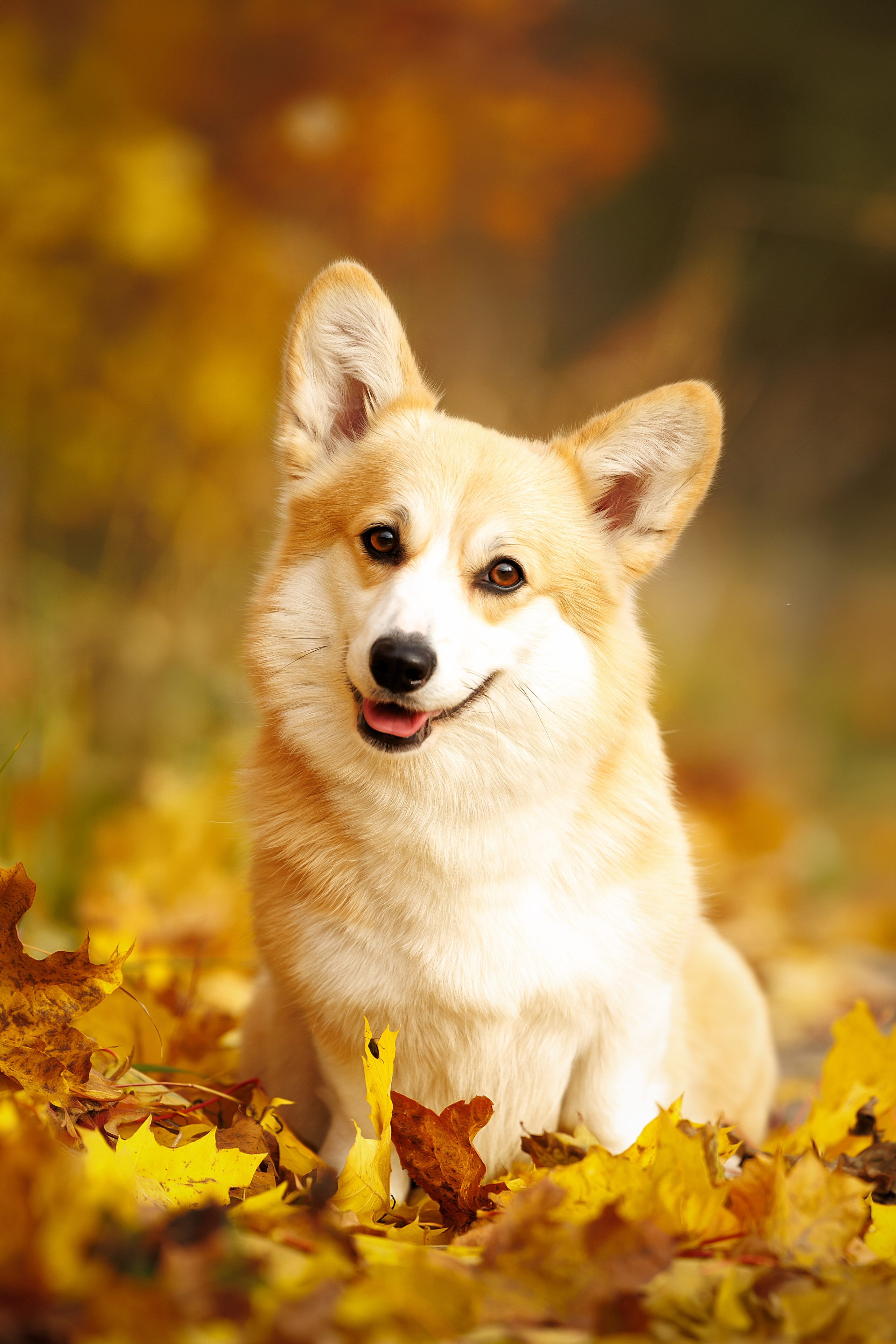 Портфолио: Фотосъёмка собак в Москве и области — авторские образы. Фотограф-анималист и бренд-фотограф в Москве | Фотография собак, людей, бизнес-портрет