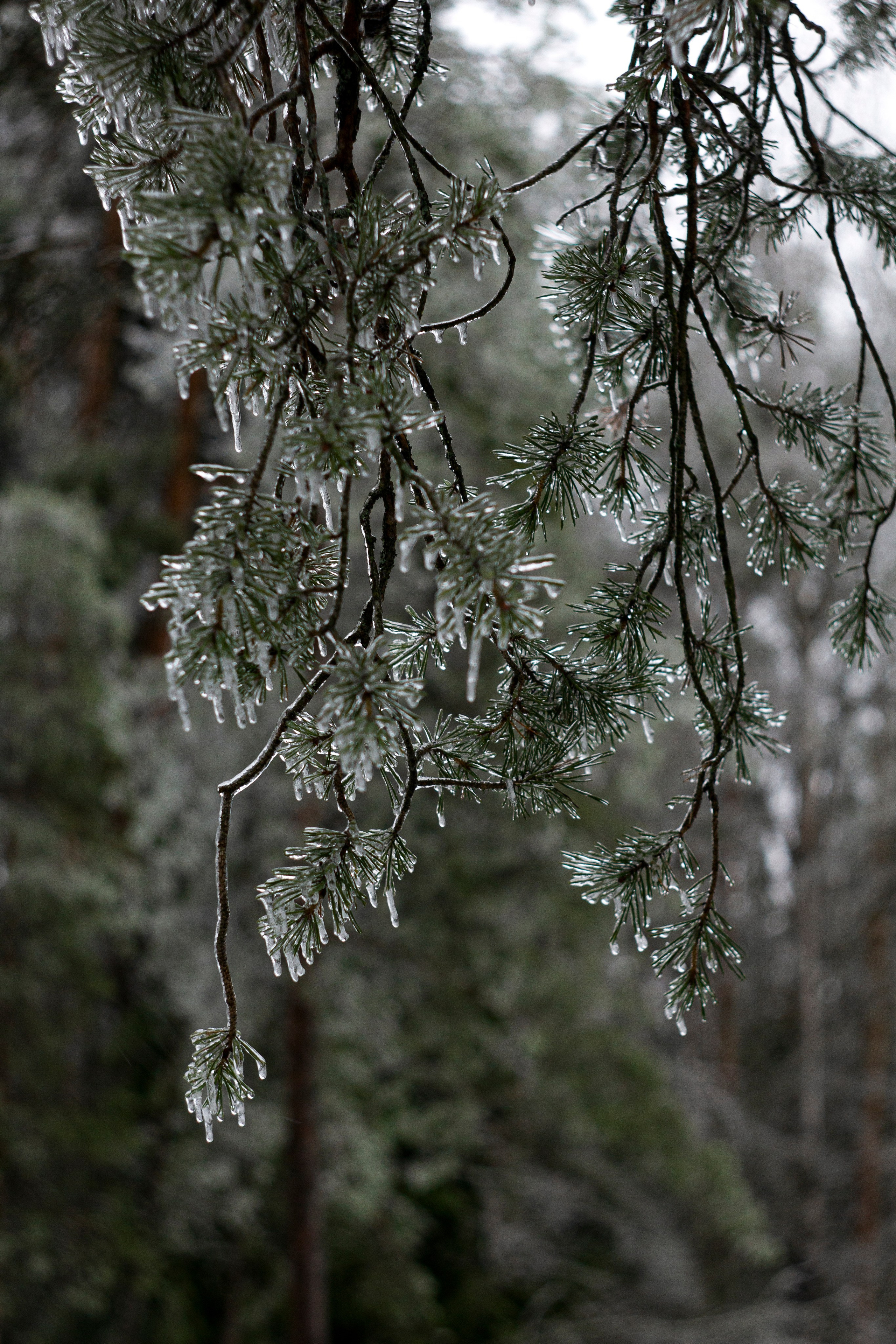 Ледяной дождь. Природа севера