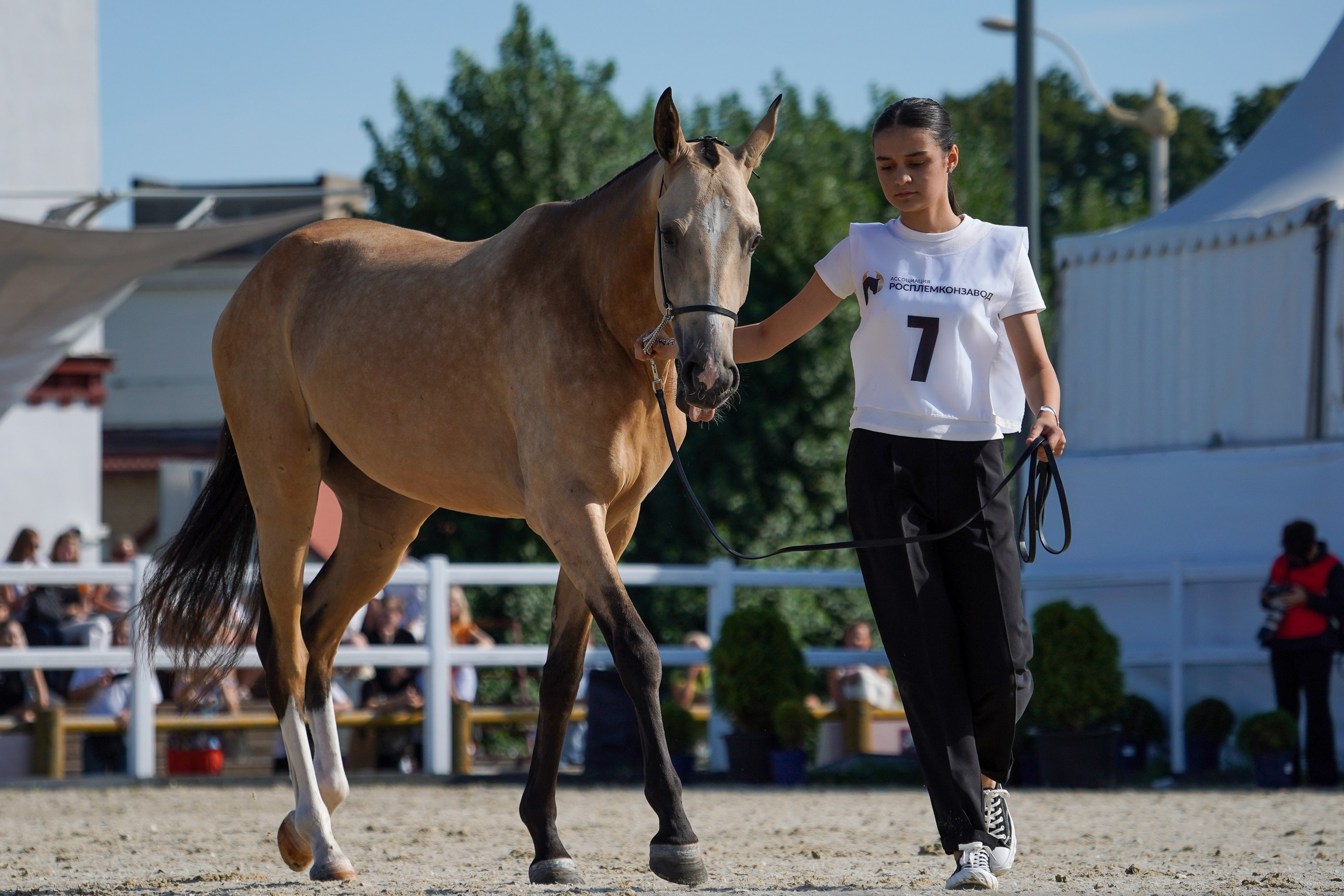 Чемпионат лошадей чистокровной ахалтекинской породы «КУБОК РОССИИ — 2024». Фотограф-анималист, портретный фотограф в Чебоксарах Мария Садыкова