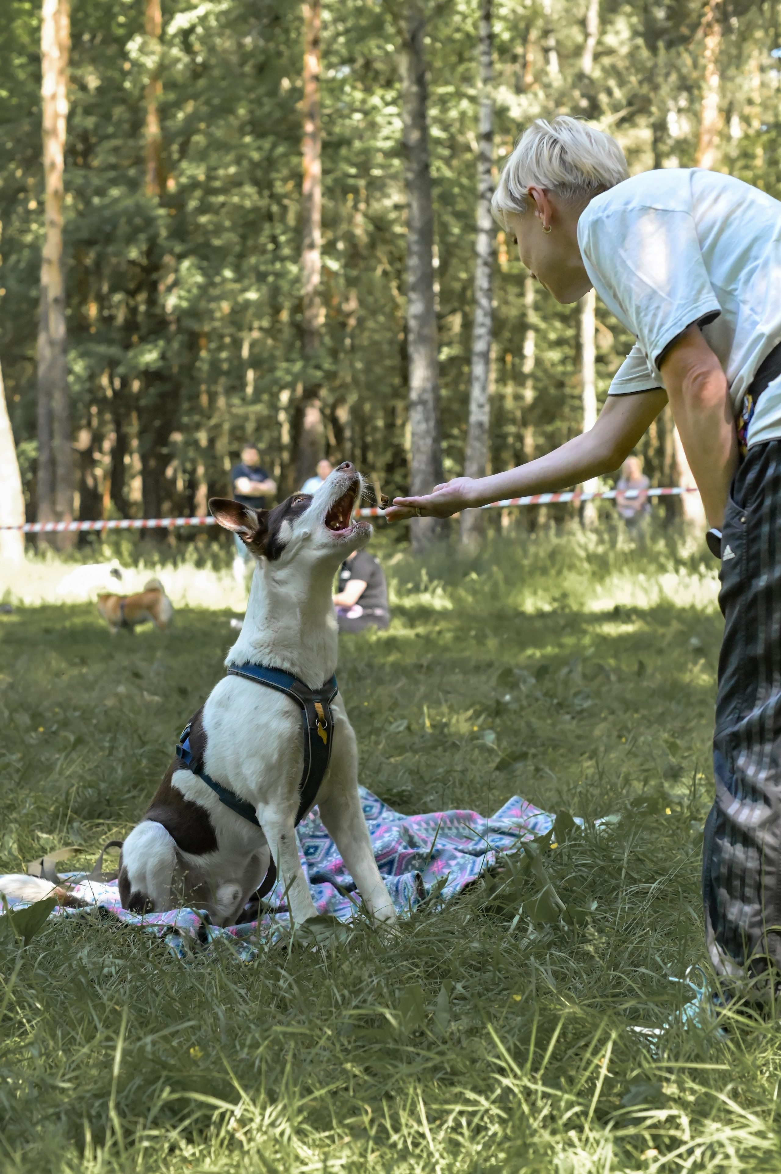 Кинологические соревнования. Семейный и репортажный фотограф в Москве Анастасия Трубкина
