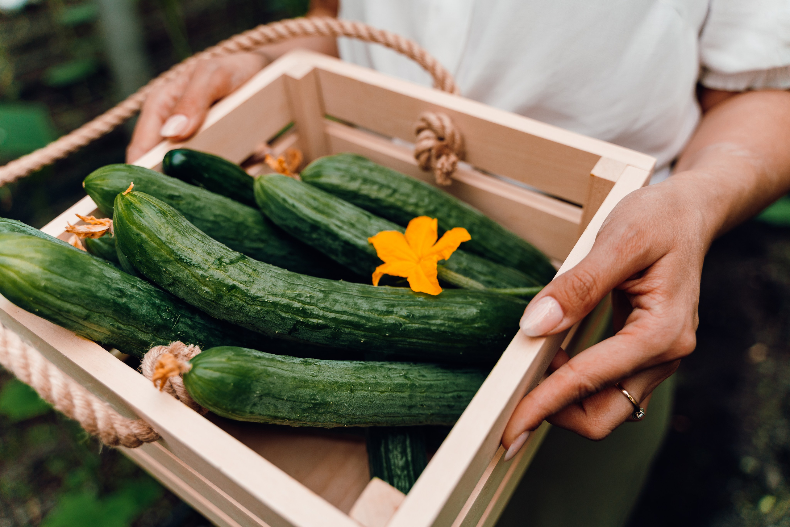 Огуречная история. Семейный и свадебный фотограф в Бугуруслане Екатерина Ронжина