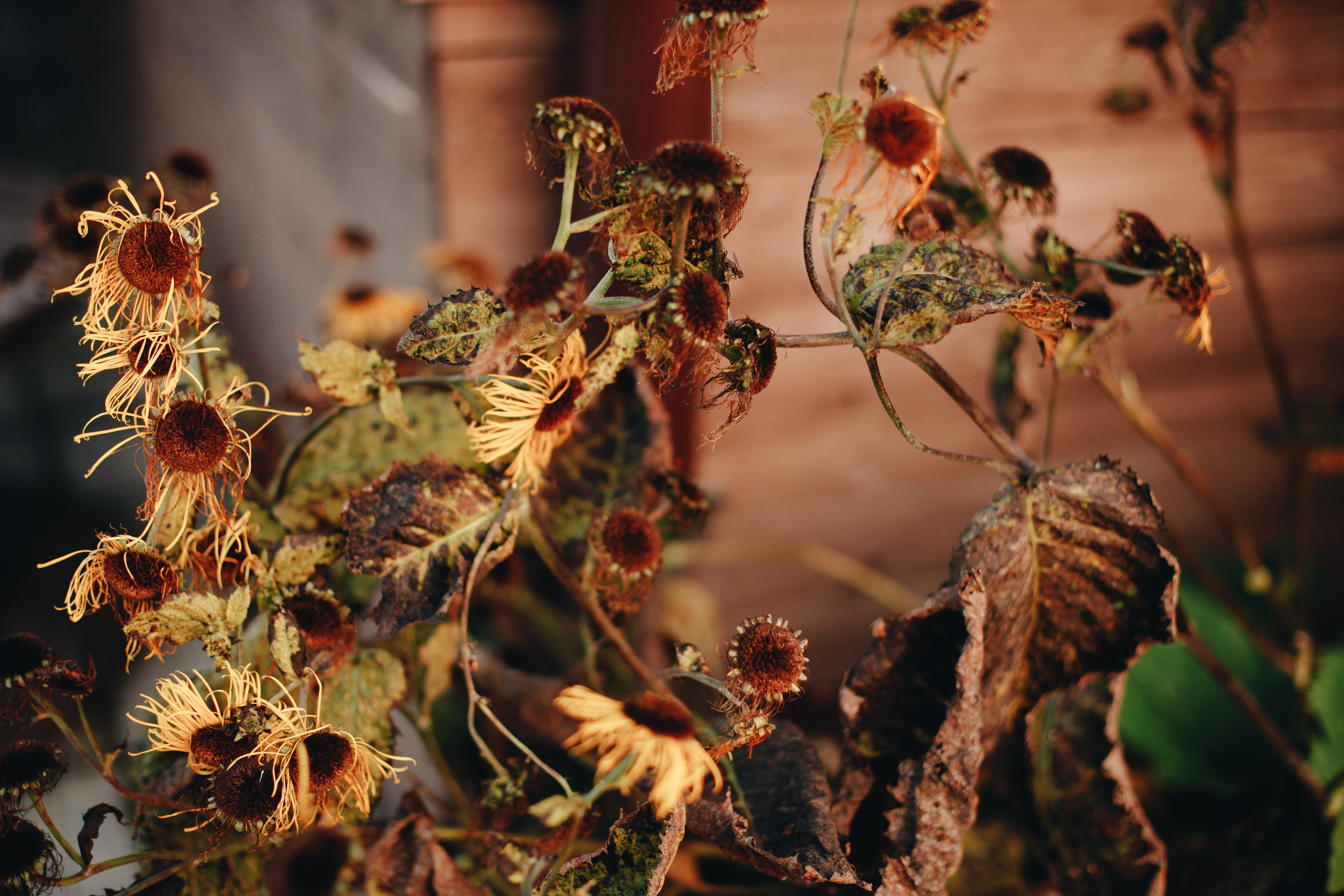 Свадебные съемки. Ксения Плотникова