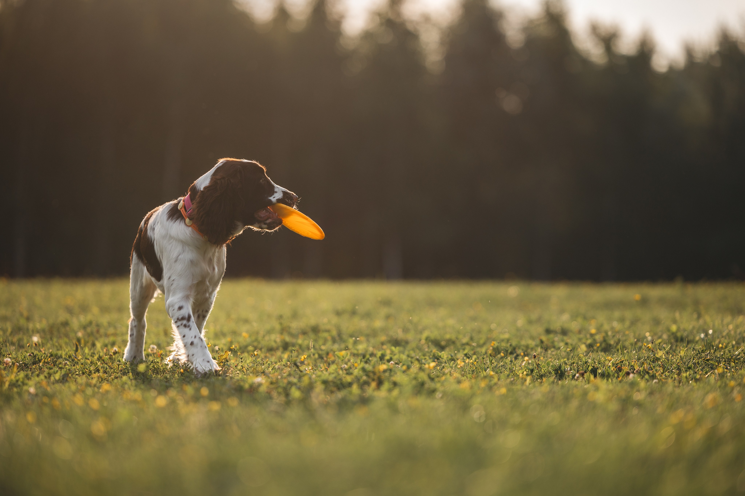 На закате. Фотограф Анималист в Москве Анастасия Жучкова