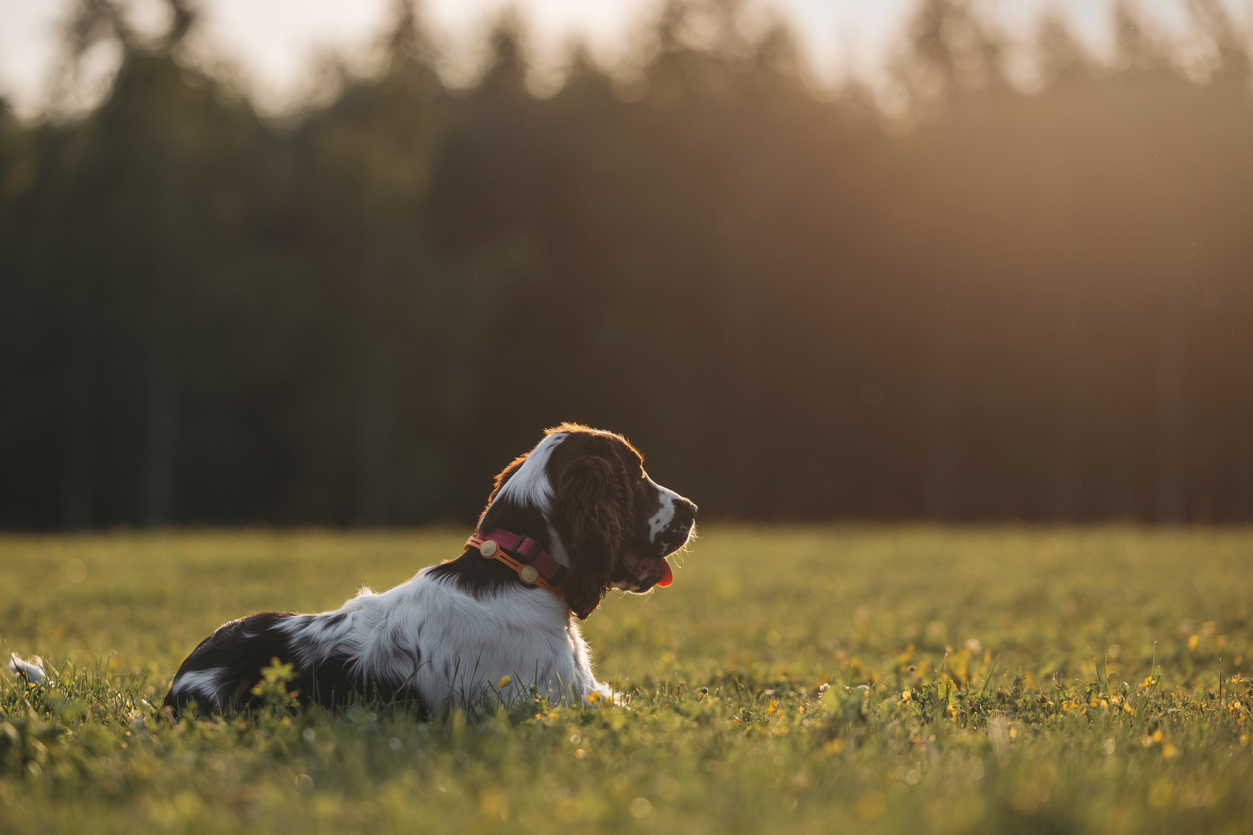 На закате. Фотограф Анималист в Москве Анастасия Жучкова