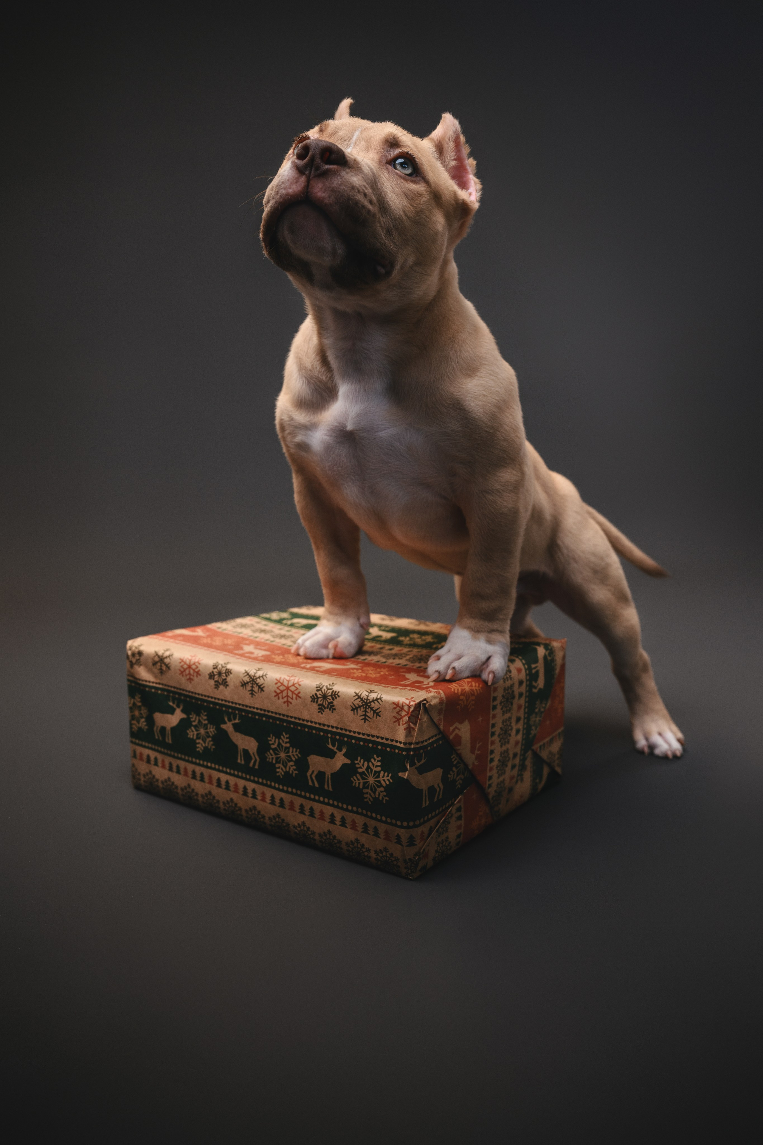 Булли. Фотограф Анималист в Москве Анастасия Жучкова