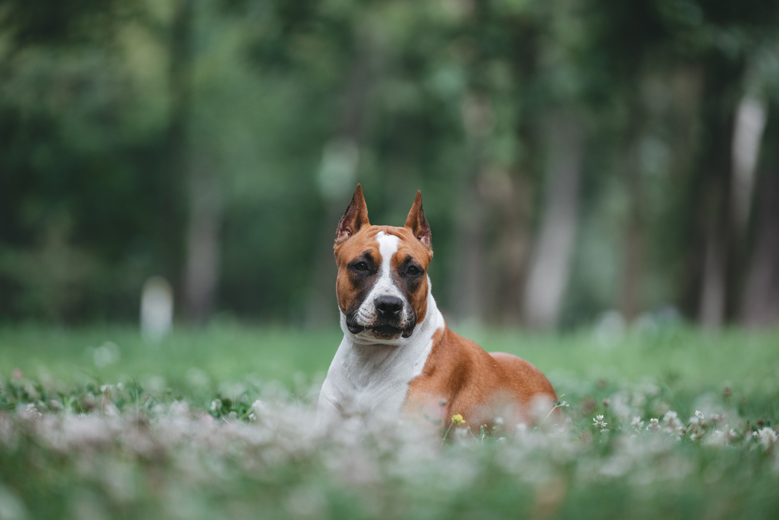 Американский стаффордширский терьер. Фотограф Анималист в Москве Анастасия Жучкова