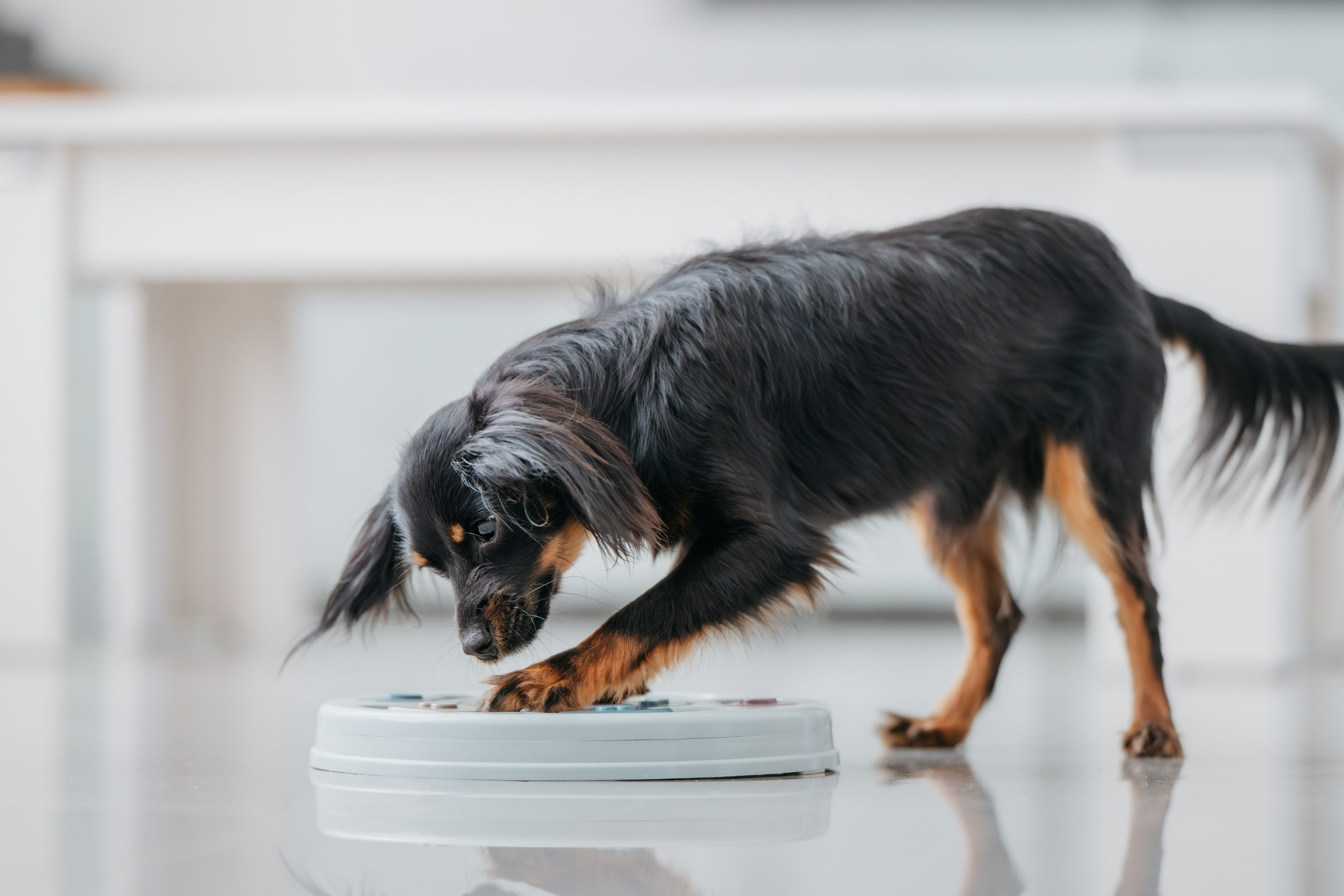 Домашняя съемка. Фотограф Анималист в Москве Анастасия Жучкова