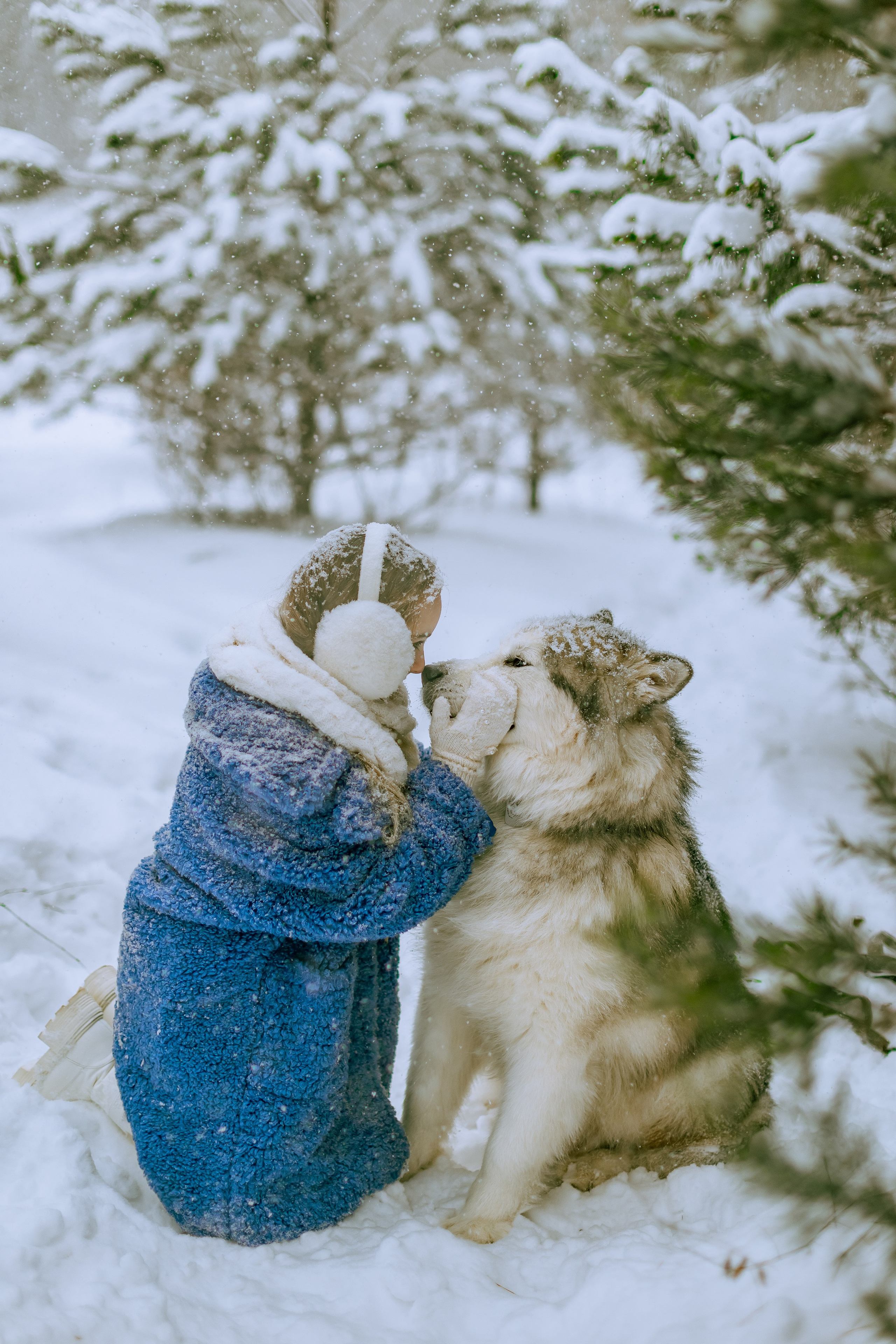София и аляскинский маламут. Фото и видео Москва, Московский. Свадебный фотограф, видеограф, фотосессии, видеосъемка