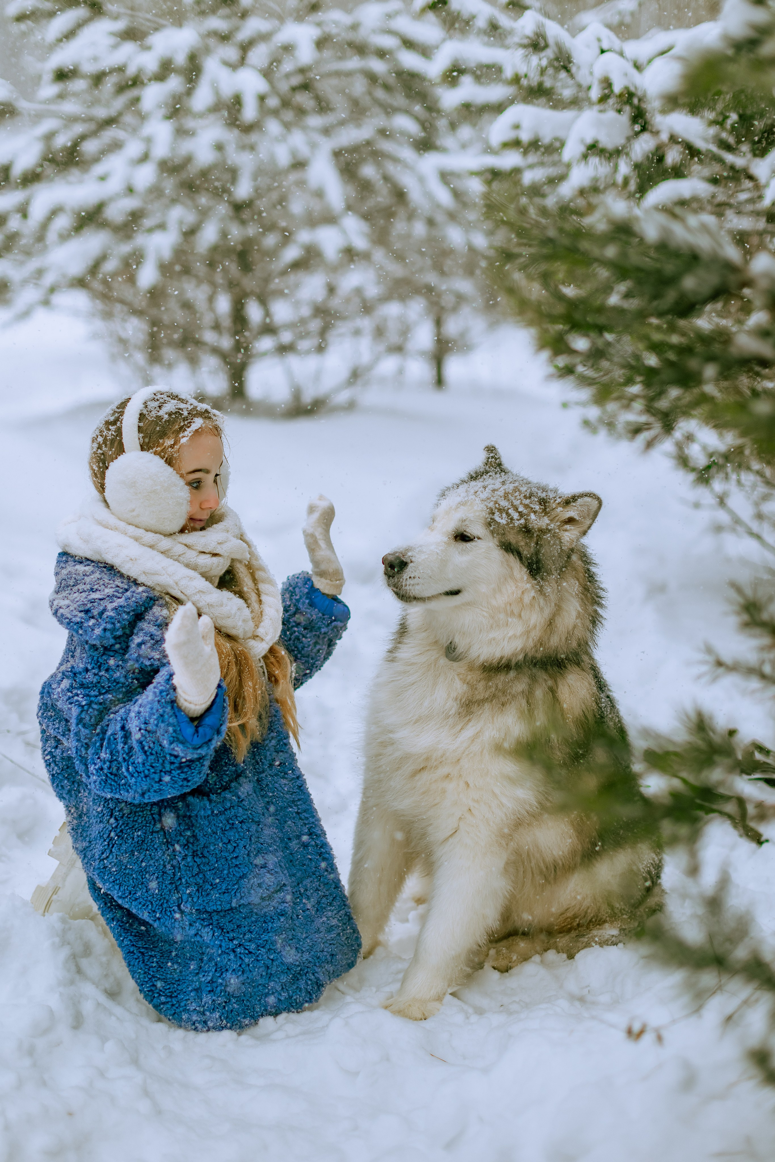София и аляскинский маламут. Фото и видео Москва, Московский. Свадебный фотограф, видеограф, фотосессии, видеосъемка