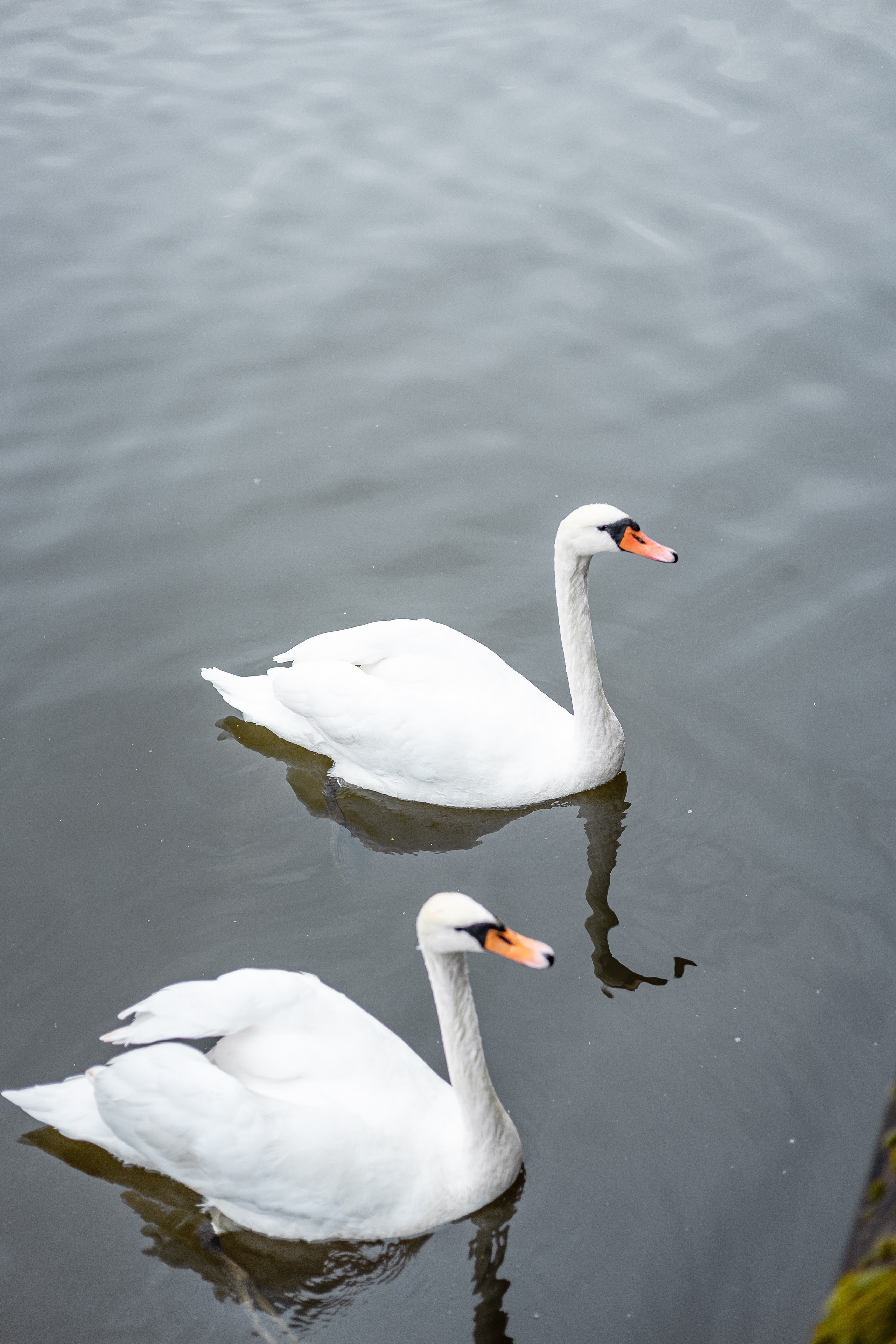 Алена и Михаил. Фотограф Елена Медок Калининград