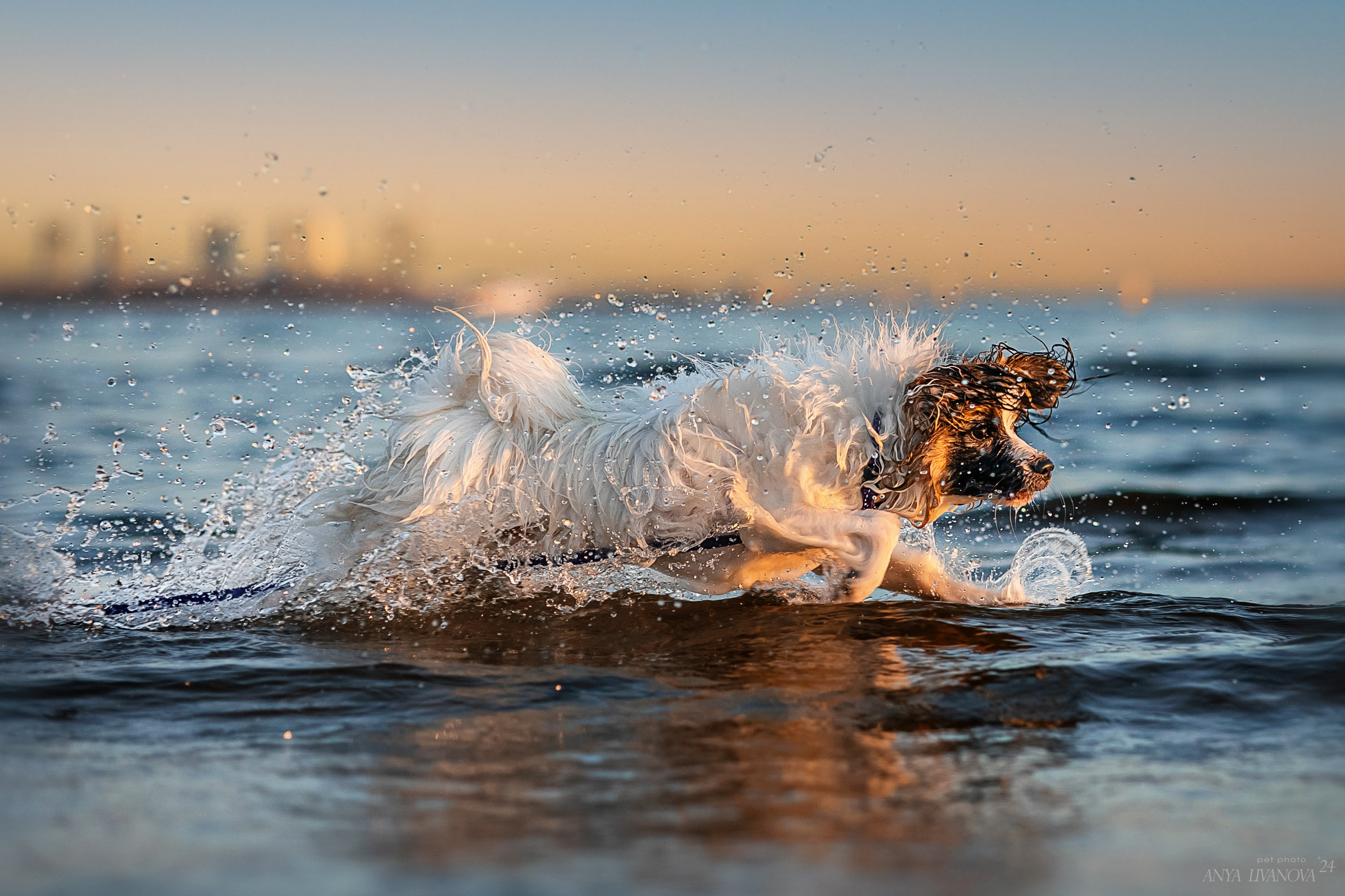 Хьюстон. Фотограф анималист Аня Ливанова | Рыбинск