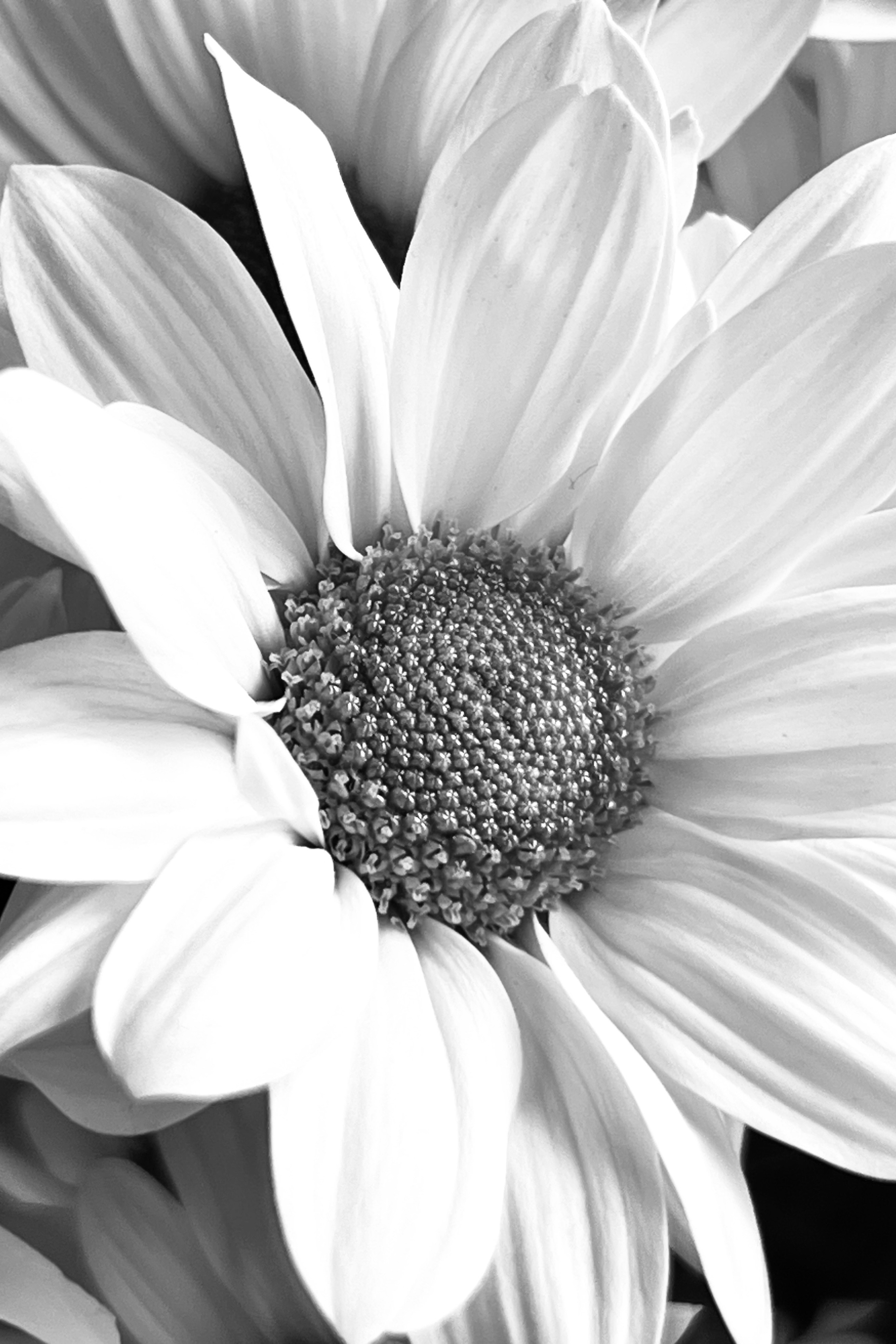 Женский портрет. Екатерина Денисова, фотограф, Москва