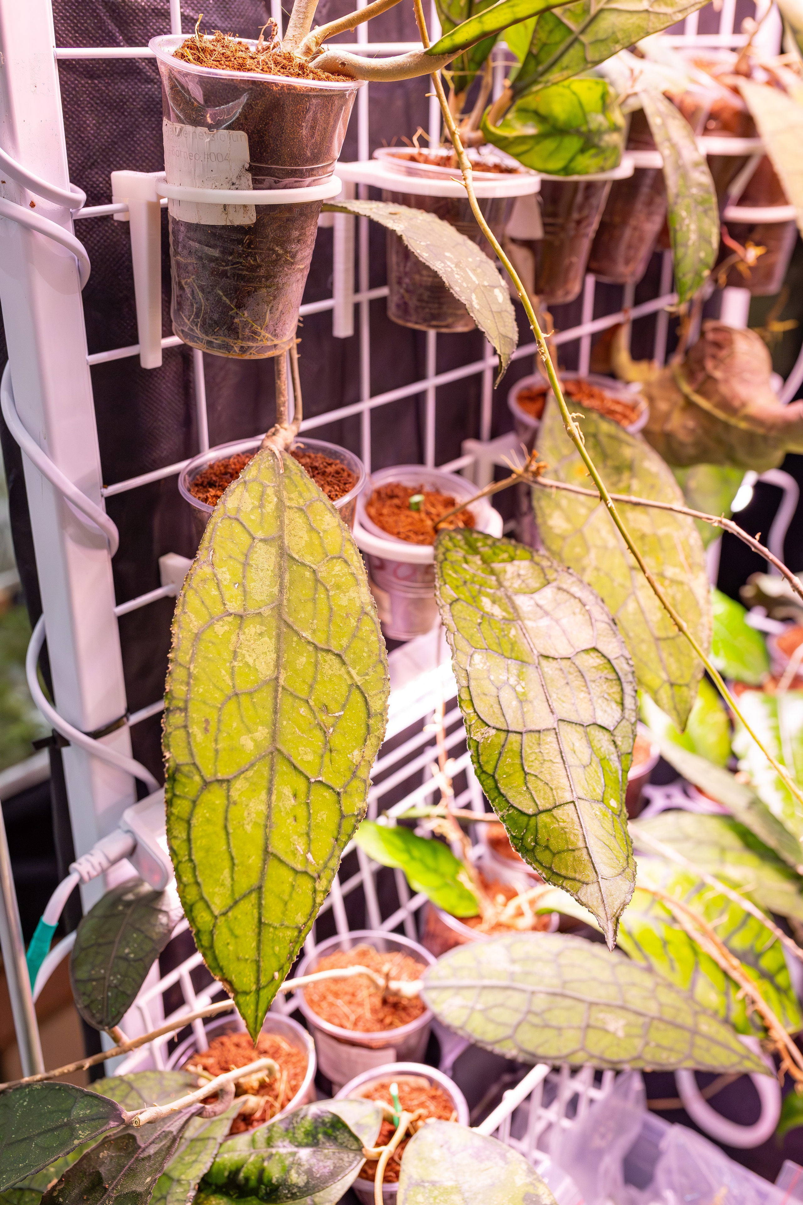 Орхидиум сентябрь 2025. Александра Куликова фотограф, Москва