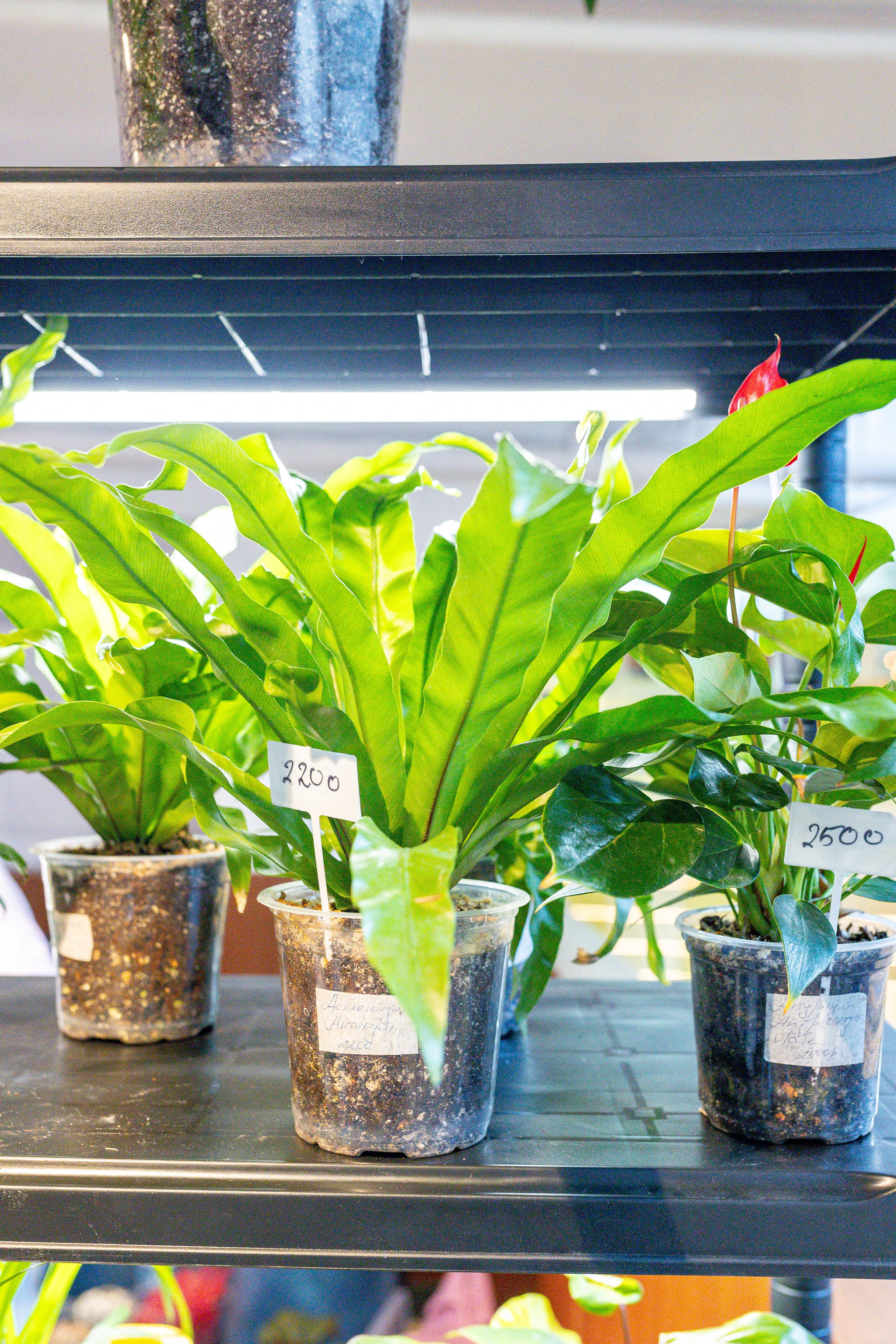 Growbox 5лет. Александра Куликова фотограф, Москва