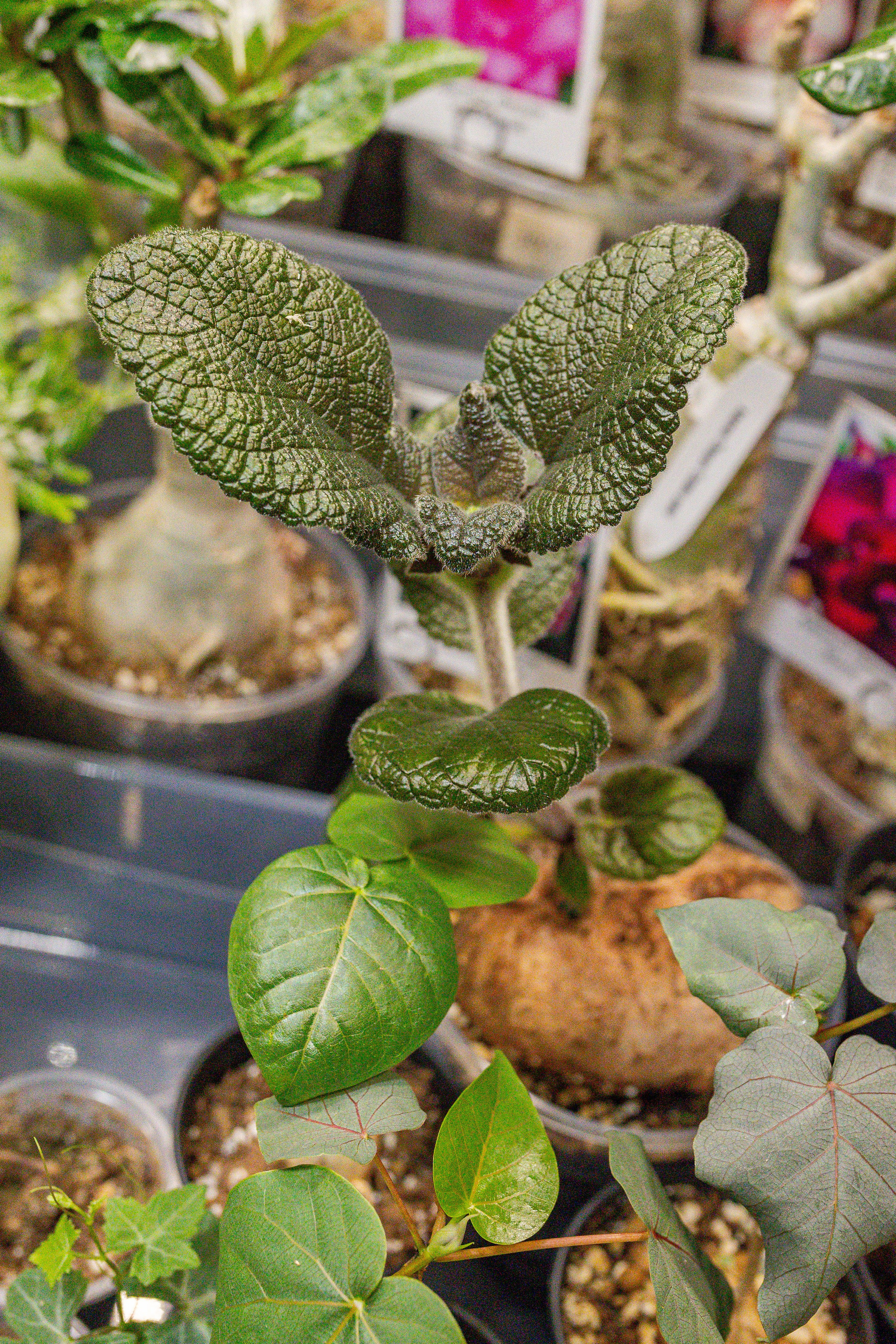 Монстериум апрель 2026. Александра Куликова фотограф, Москва