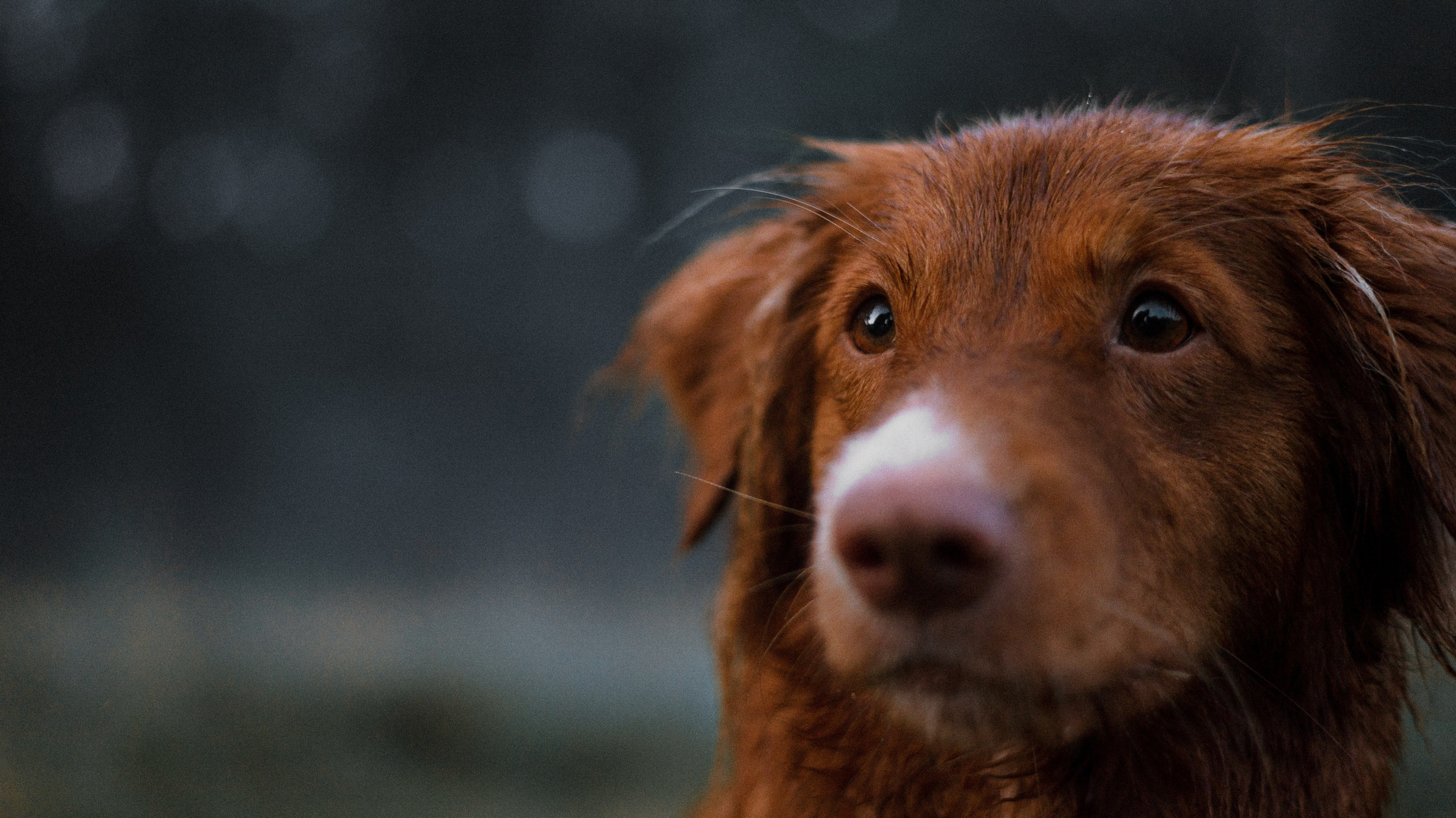 Ксюша и Мэди. Фотограф-анималист Богданова Полина