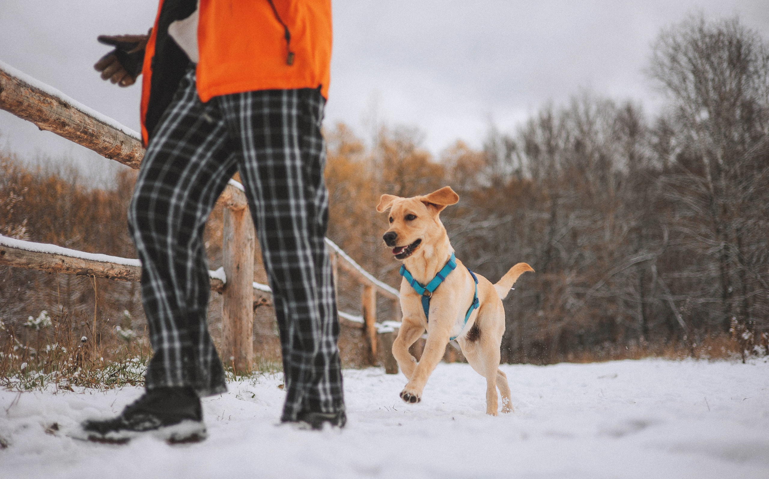 Маргарита и Варди. Фотограф-анималист Богданова Полина