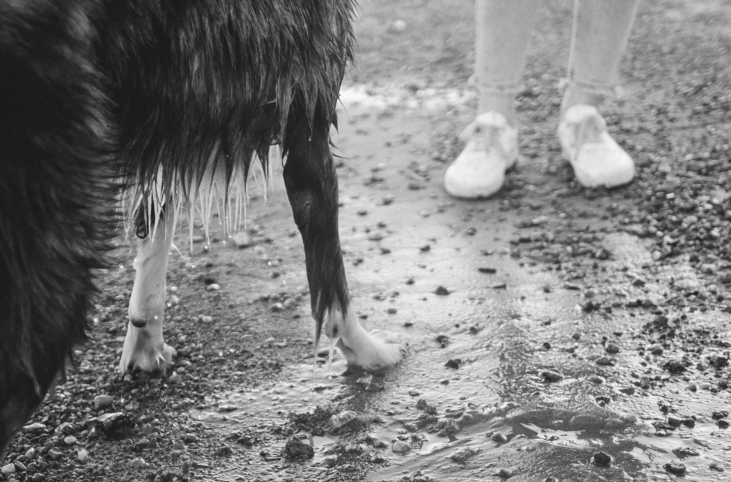 Таня и Бриллиант. Фотограф-анималист Богданова Полина