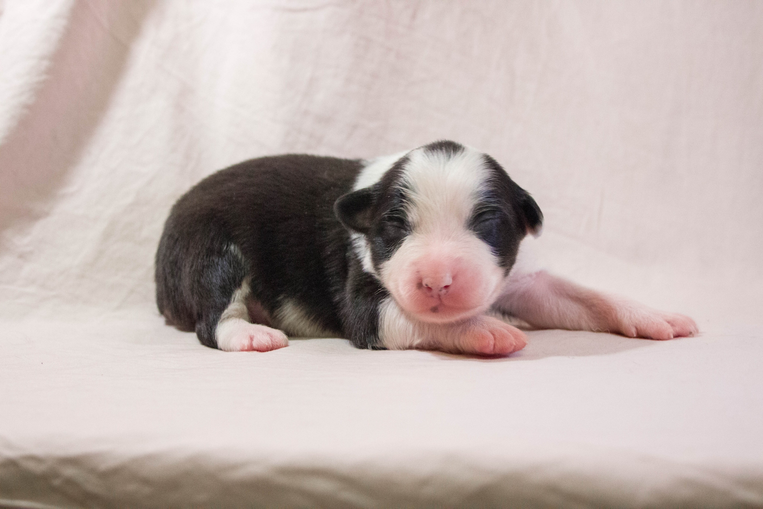 Рави. BLGKV питомник собак