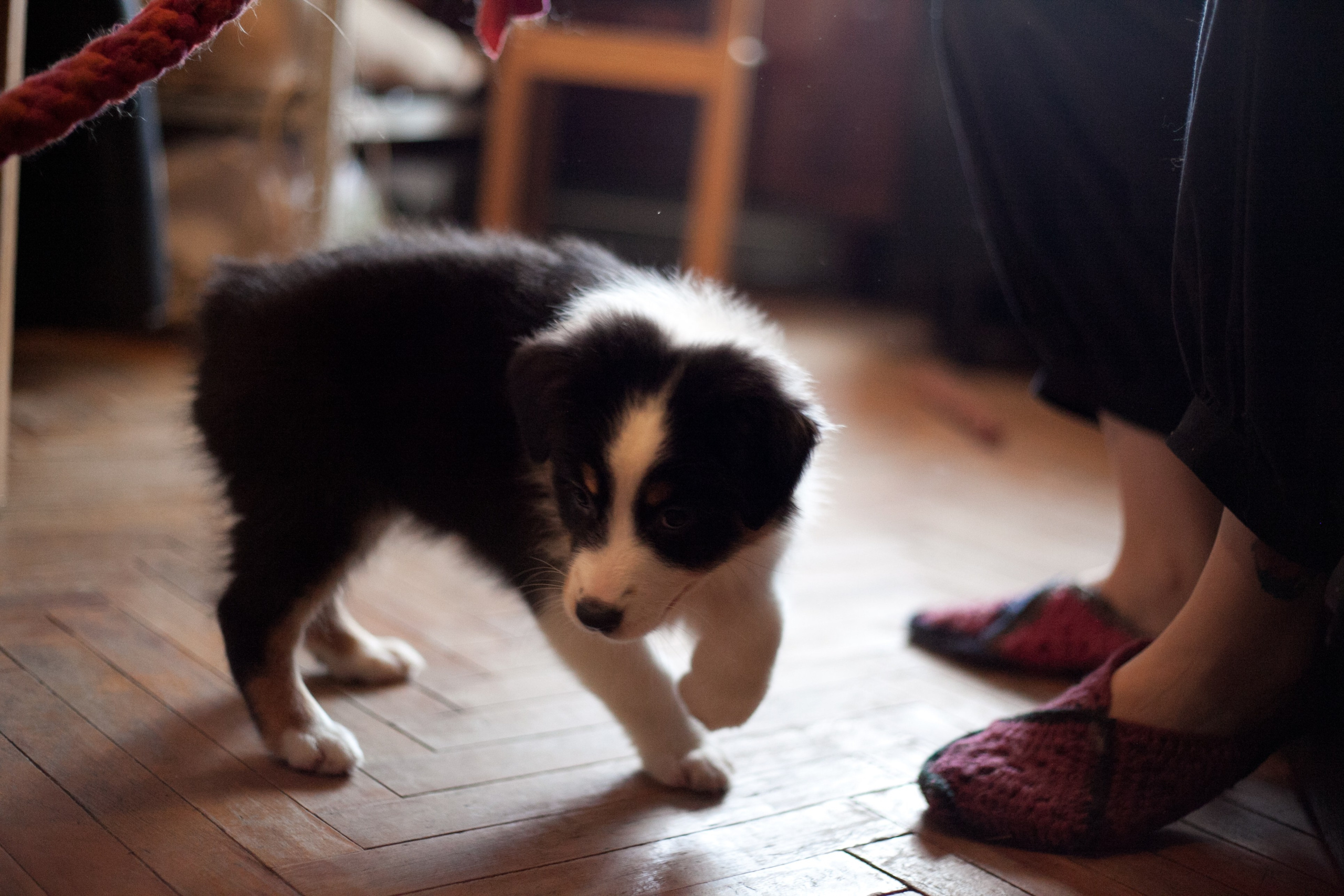 Рыся. BLGKV питомник собак